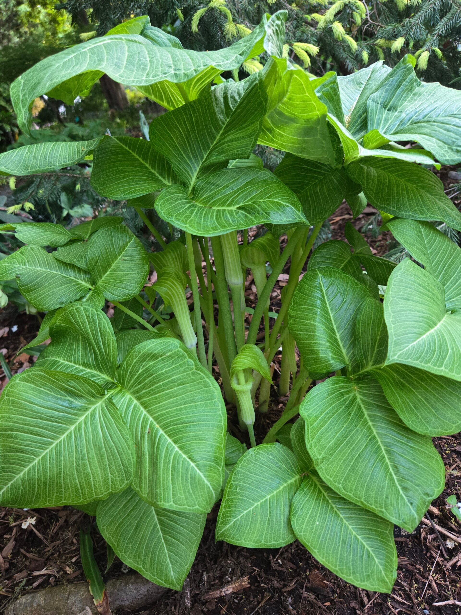 Arisaema x trigesii 'Zebra Stripes'
