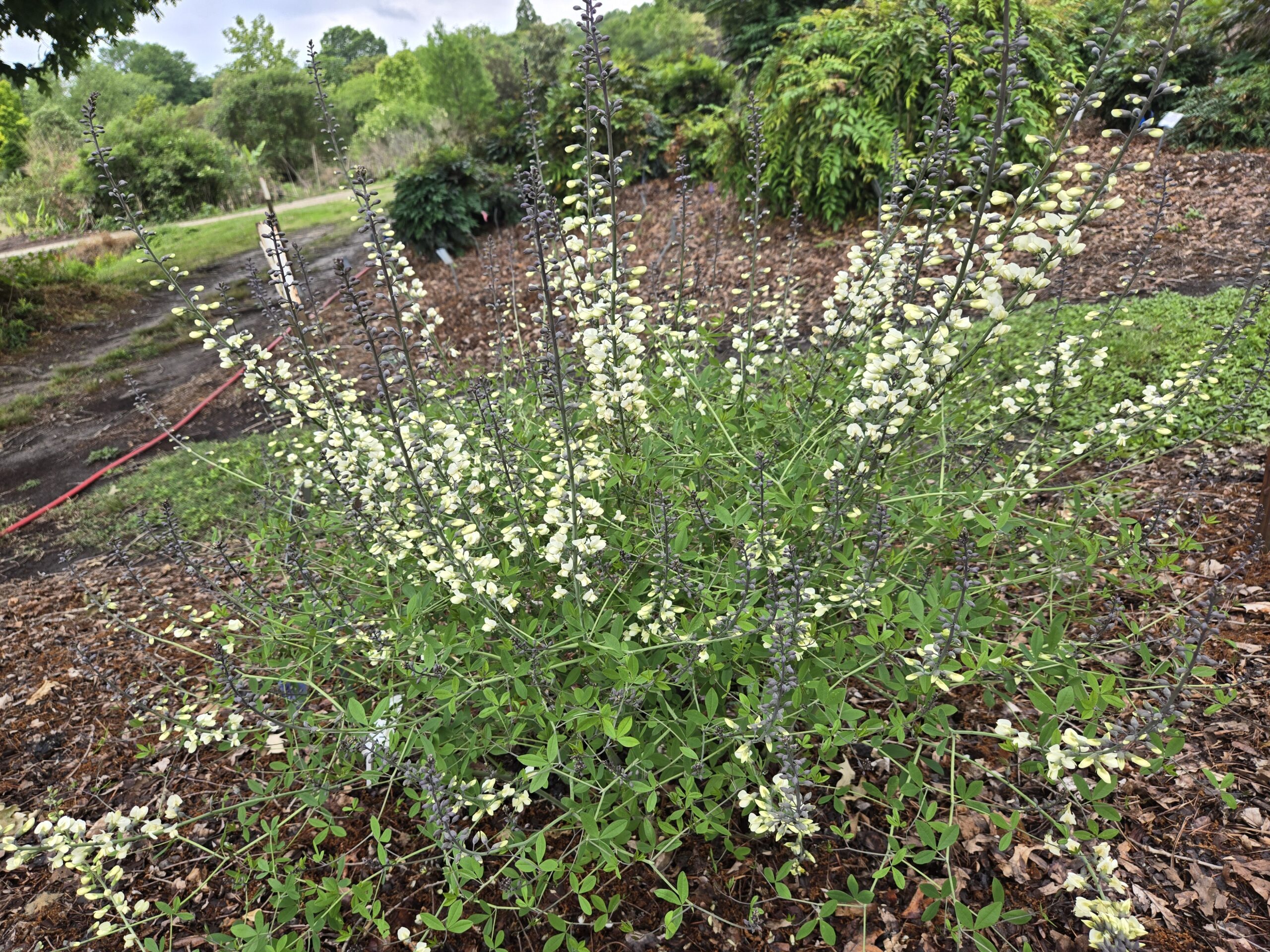 Baptisia 'Spiked Lemonade'