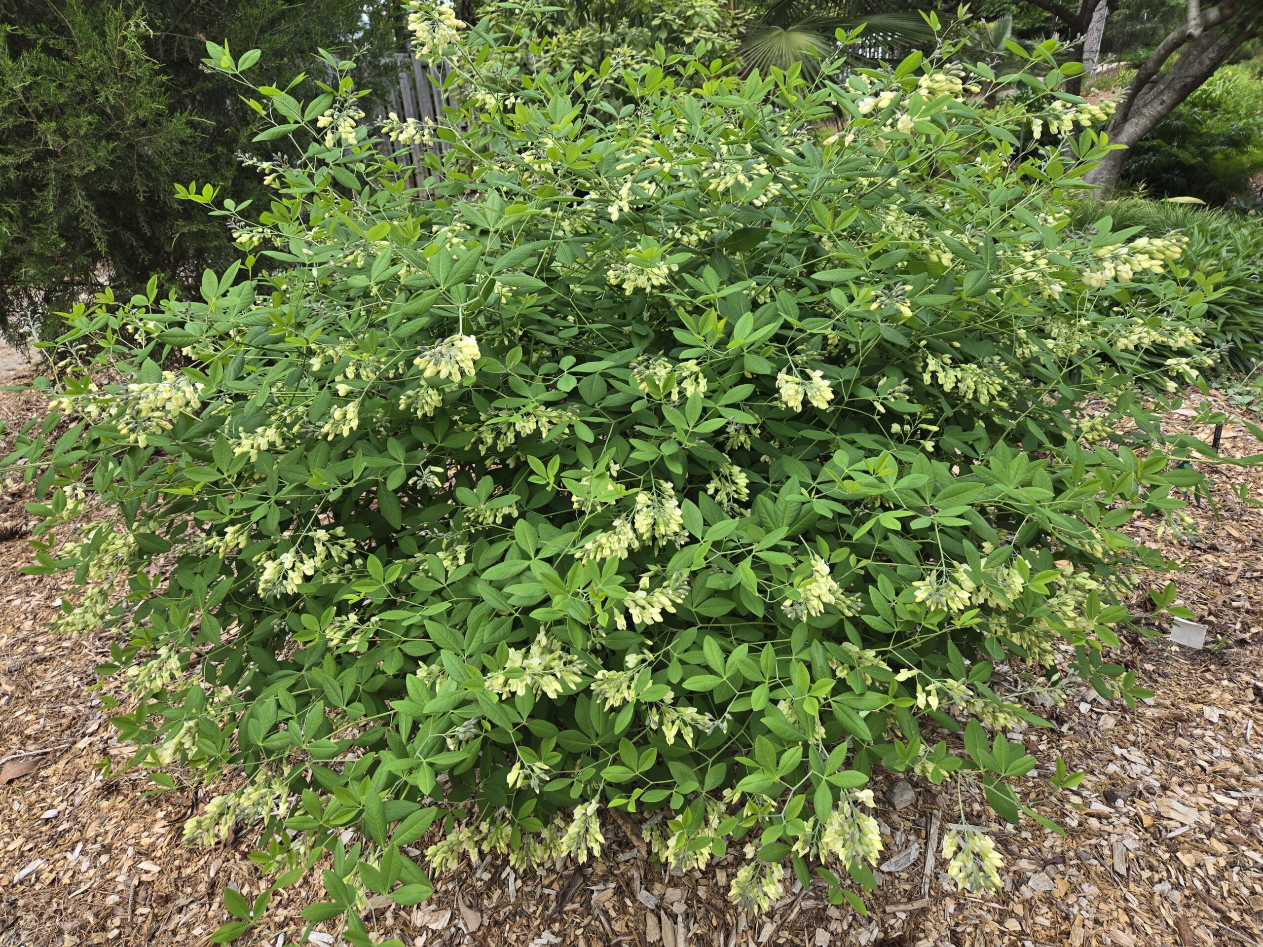 Baptisia megacarpa