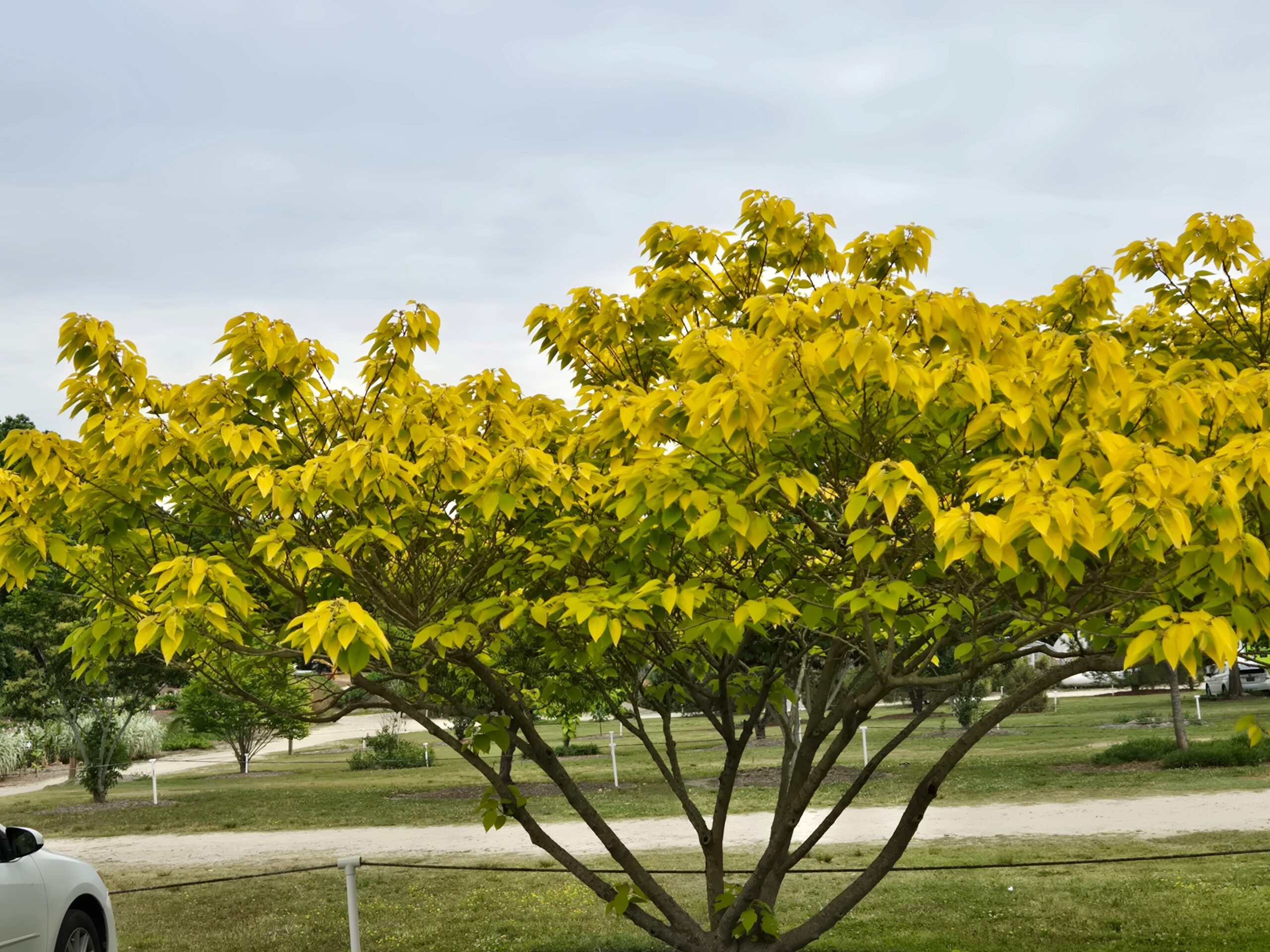 Broussonetia 'Golden Shadow'