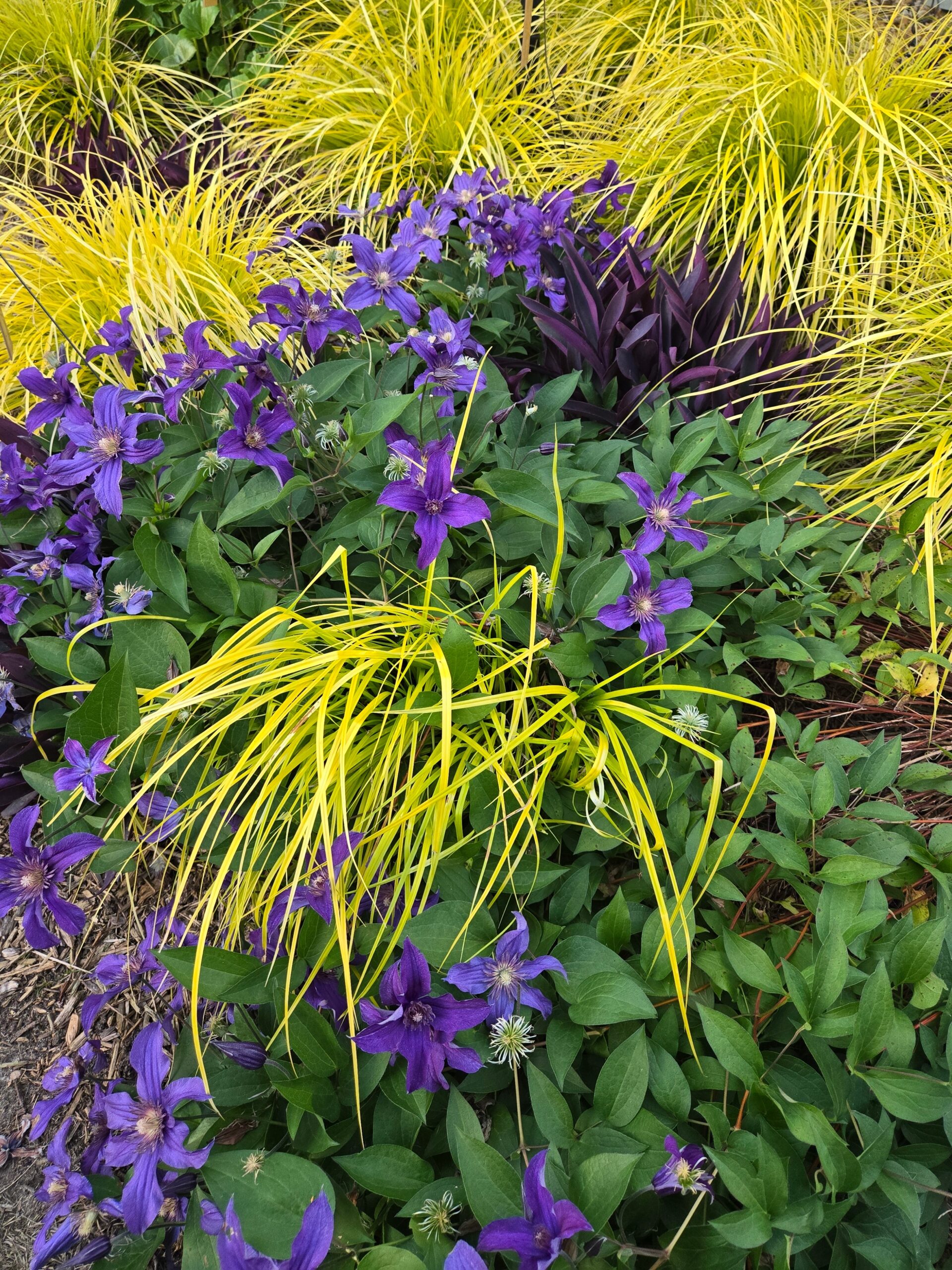 Purple and gold garden combo