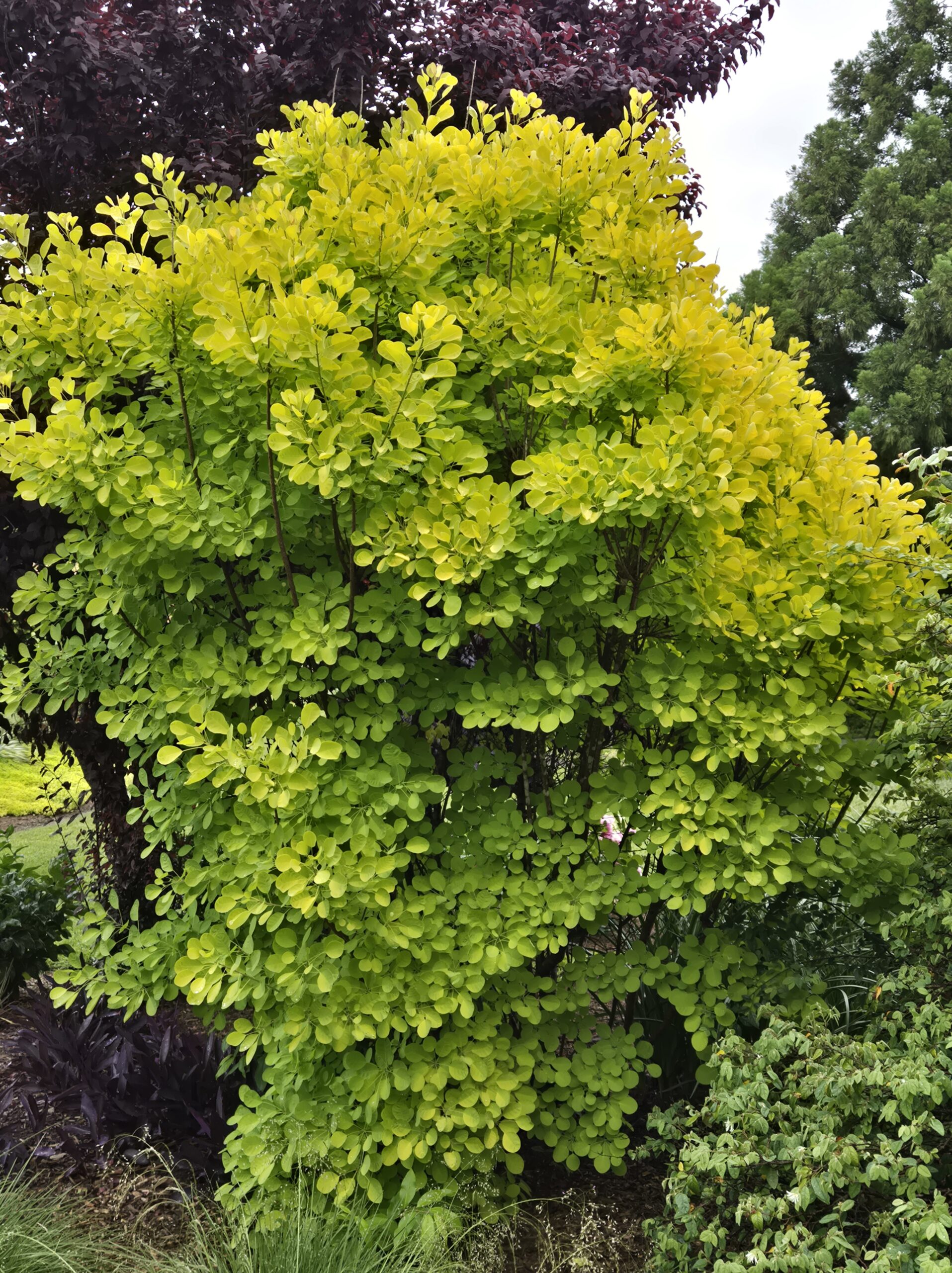 Cotinus 'Winecraft Gold'