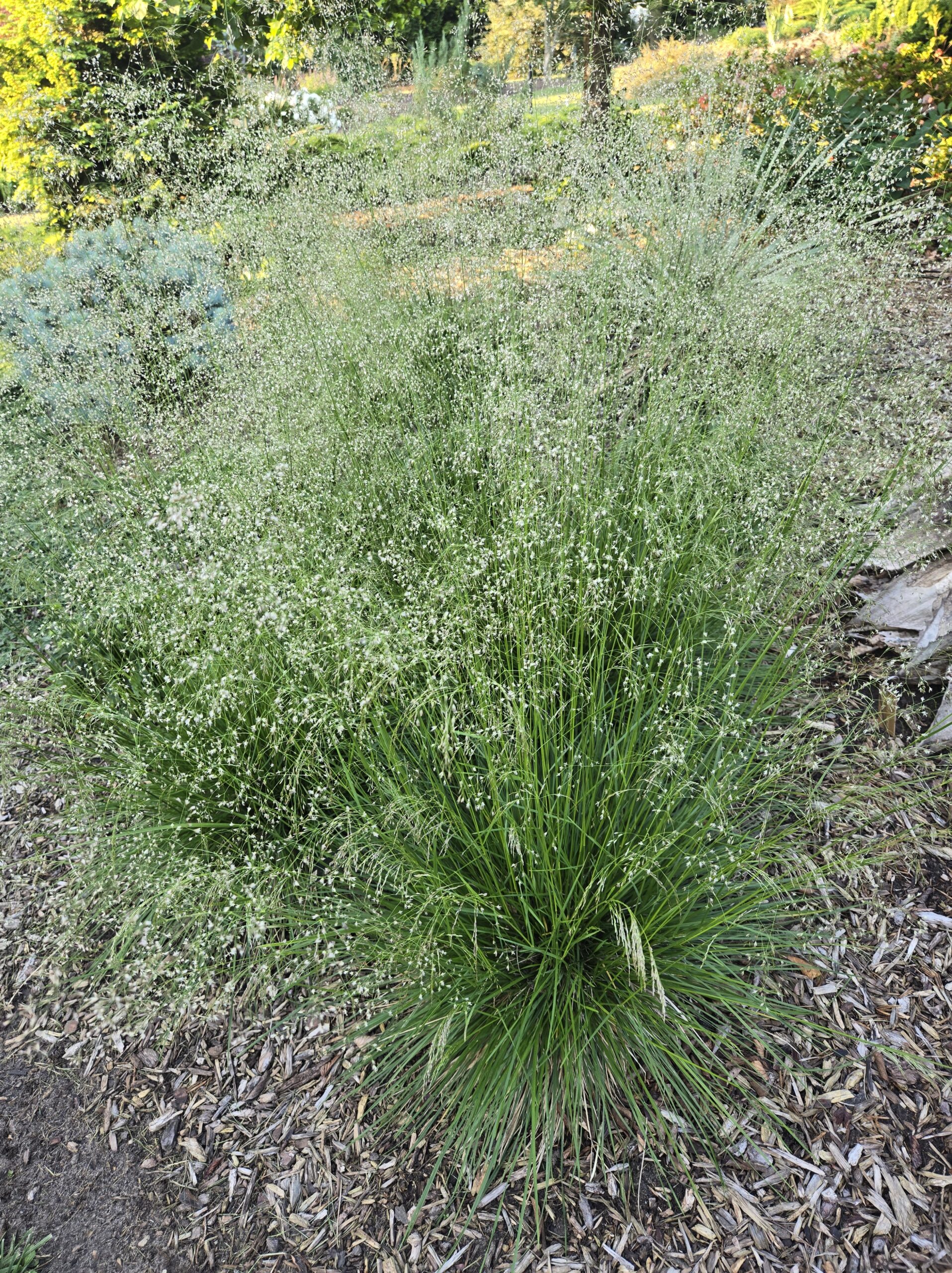 Deschampsia caespitosa