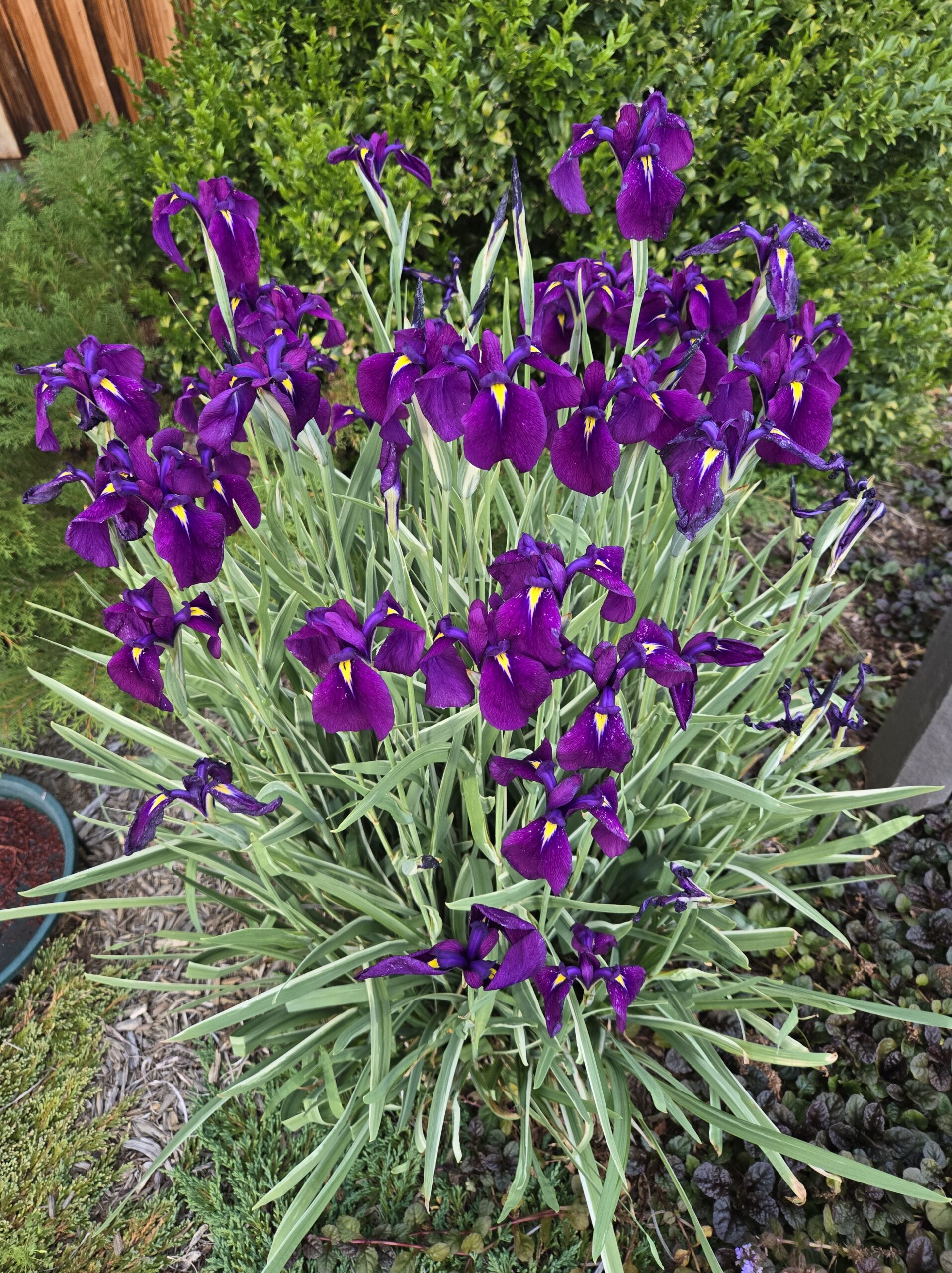 Iris ensata 'Silverband'