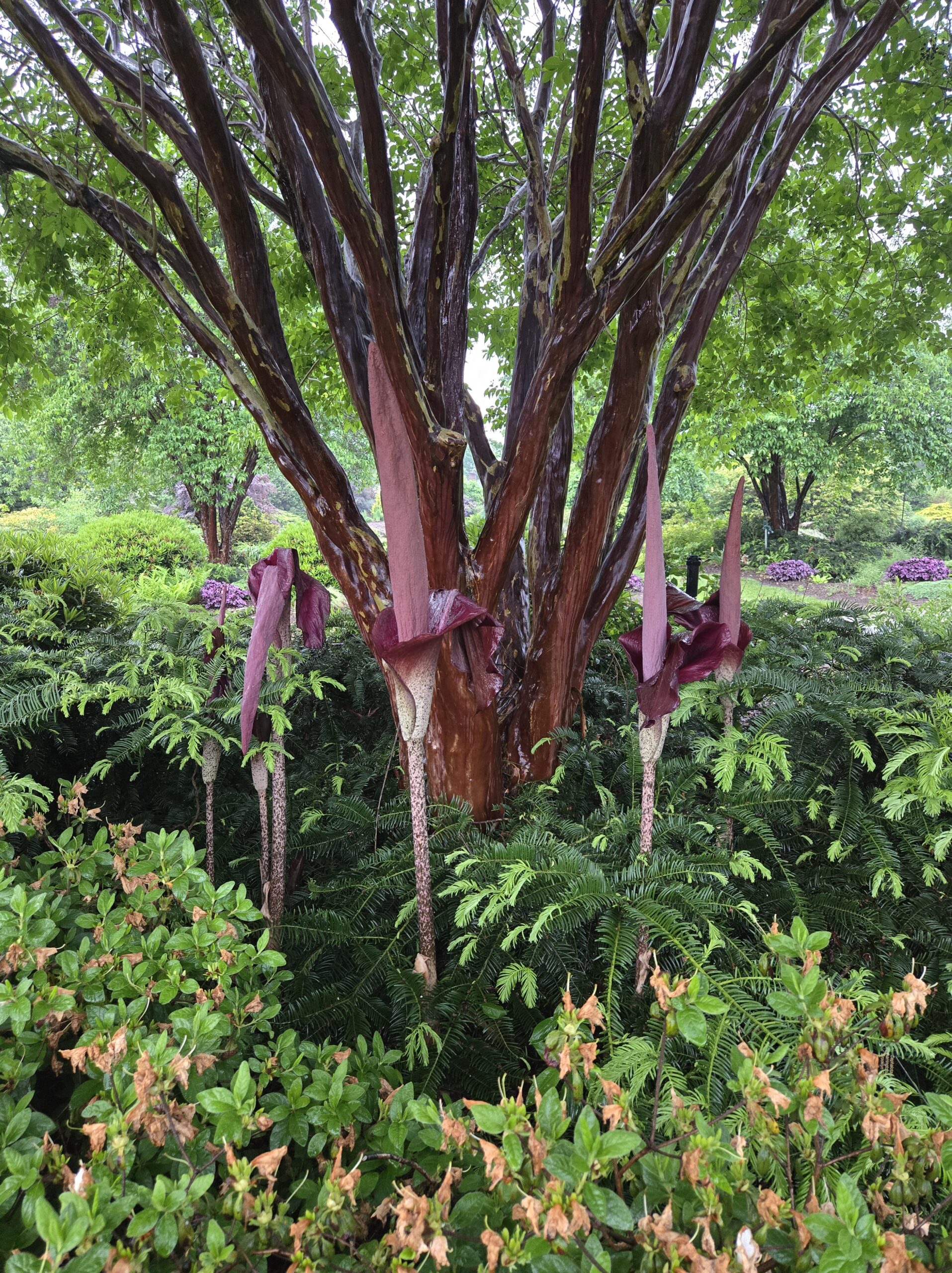 Amorphophallus konjac 'Shredded Umbrellas', Lagerostroemia faurei 'Townhouse'