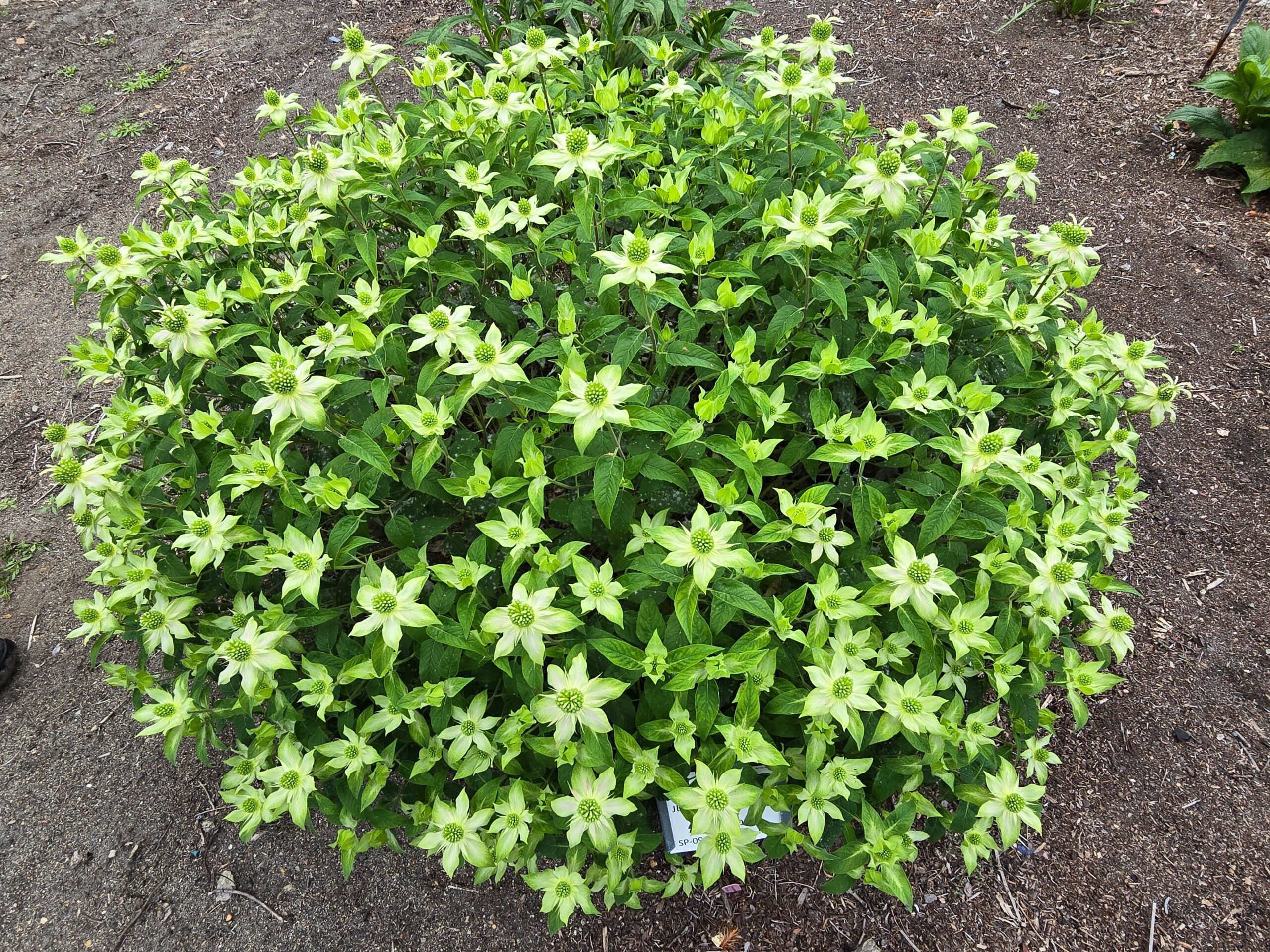 Monarda stipitaglandulosa