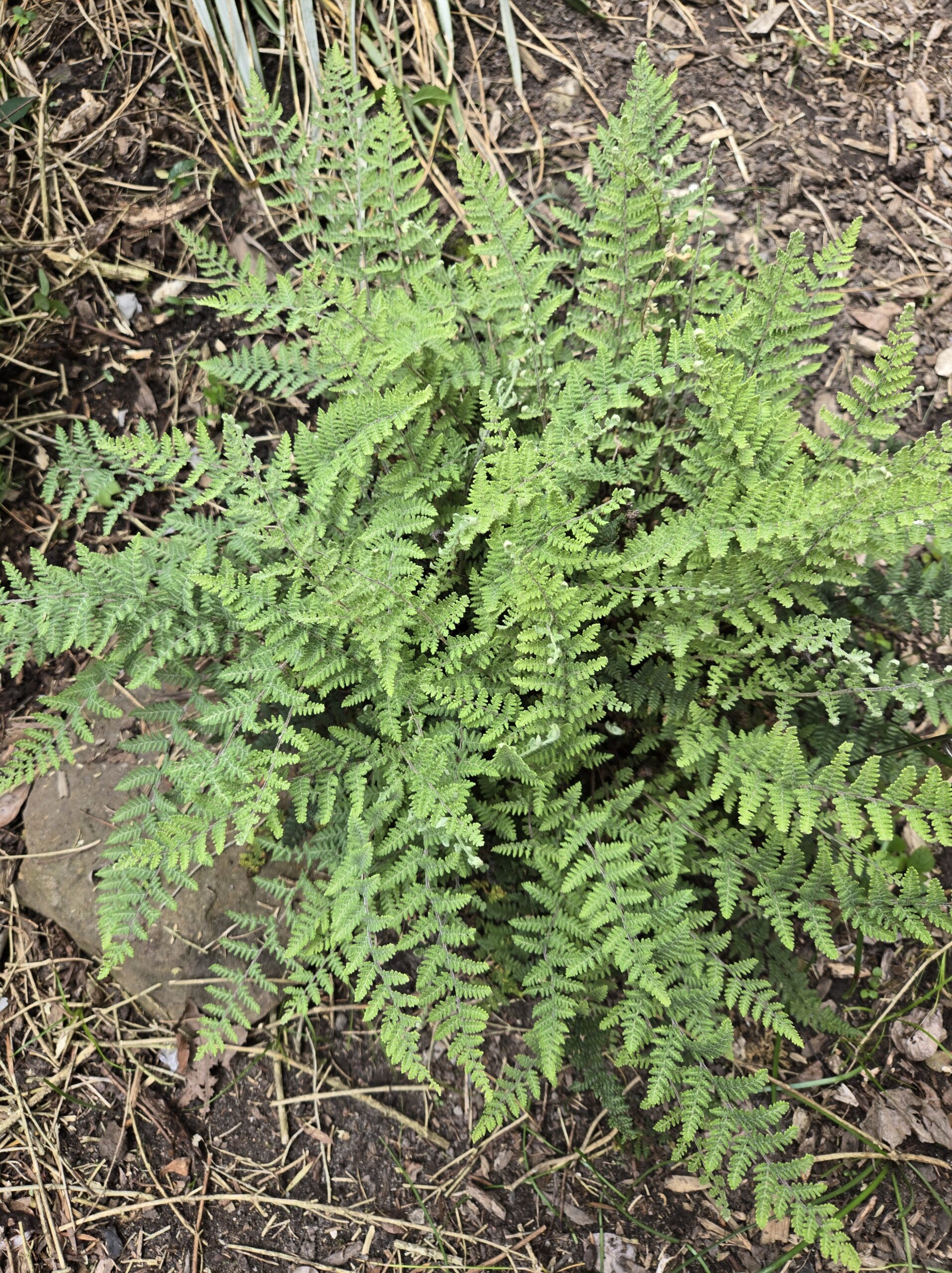 Myriopteris tomentosa