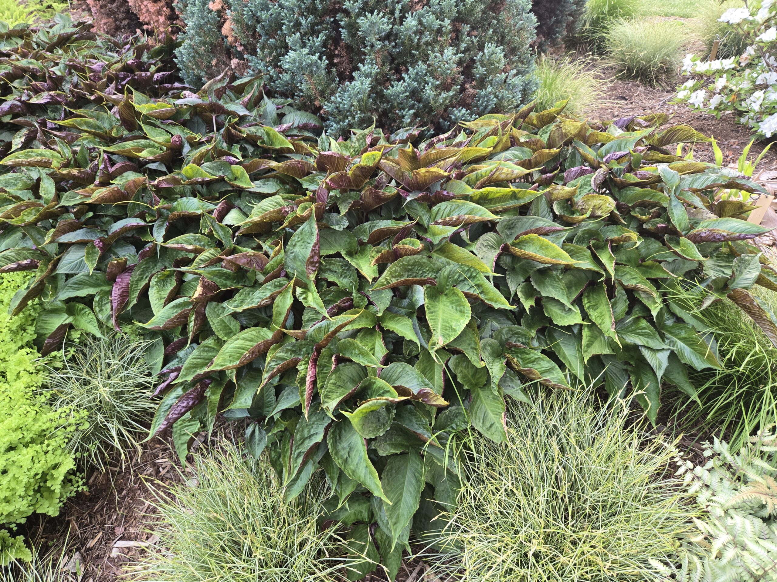 Pinellia 'Purple Dragon'