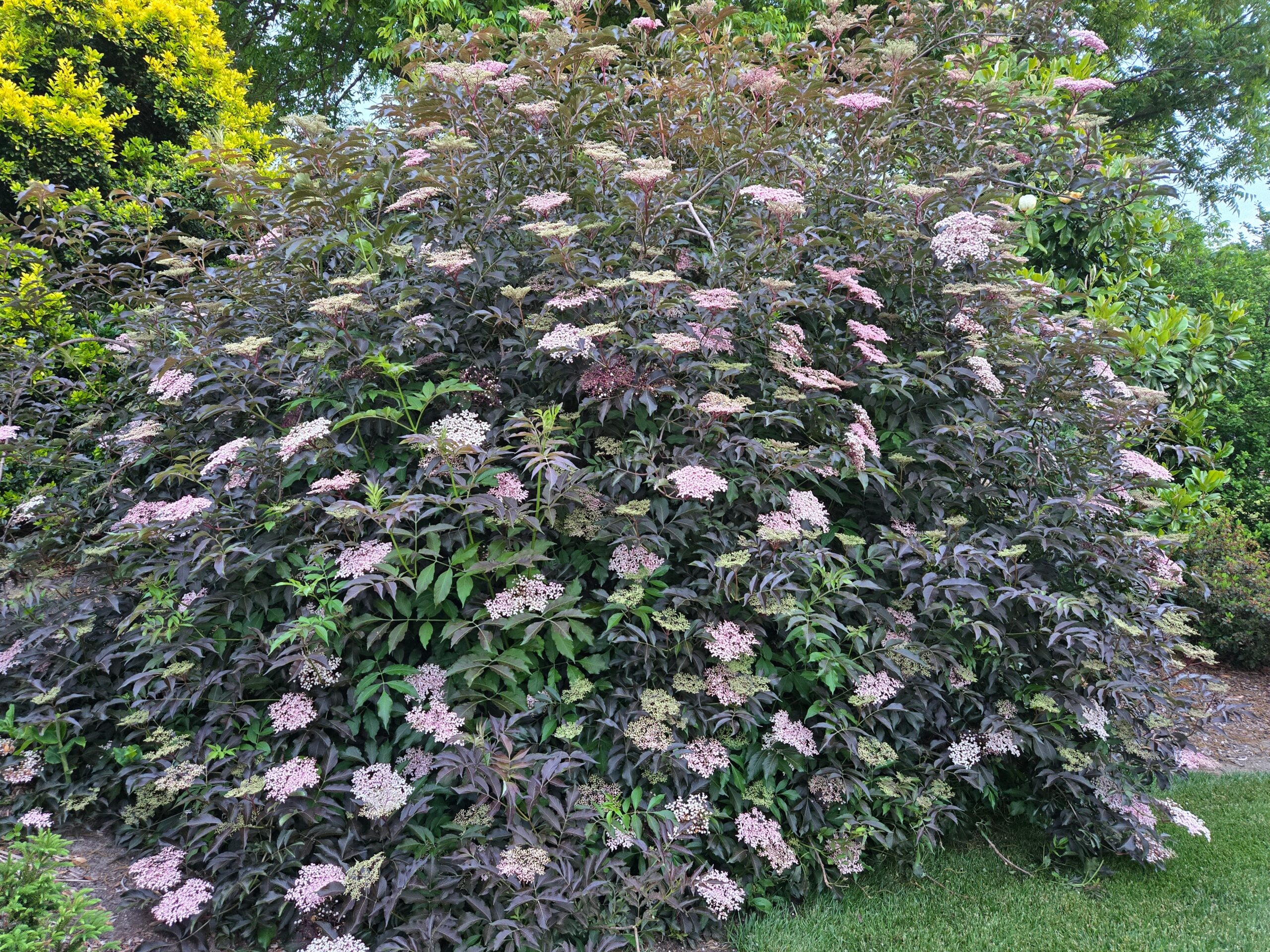 Sambucus 'Chocolate Marzipan'