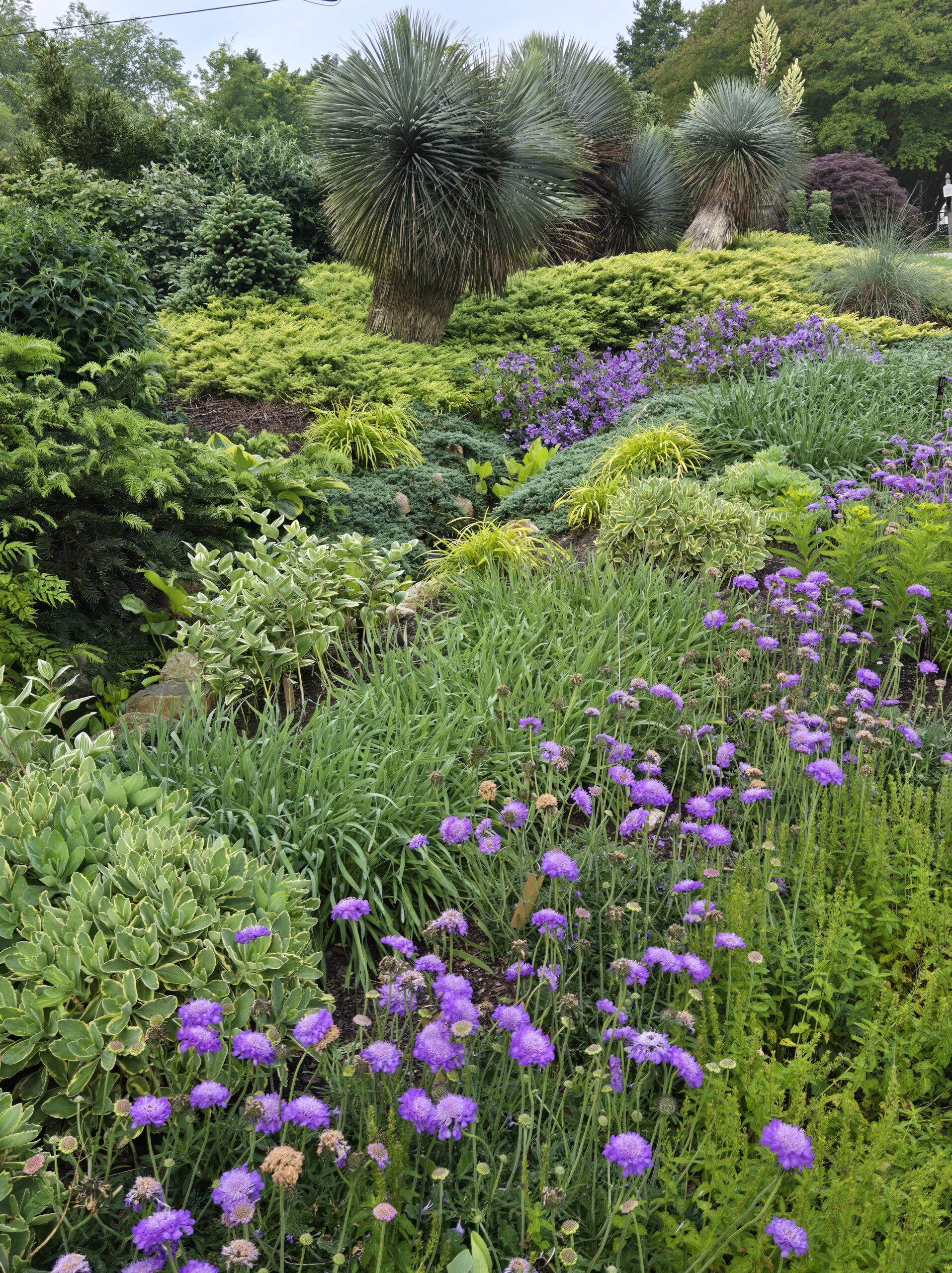 Yucca rostrata, Juniperus conferta 'All Gold', Scabiosa columbaria 'Mariposa Blue'