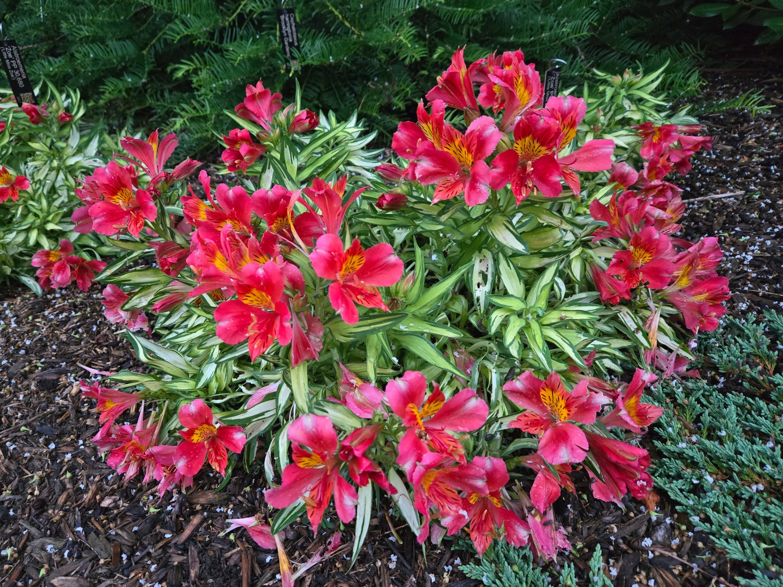 Alstroemeria 'Zoe'