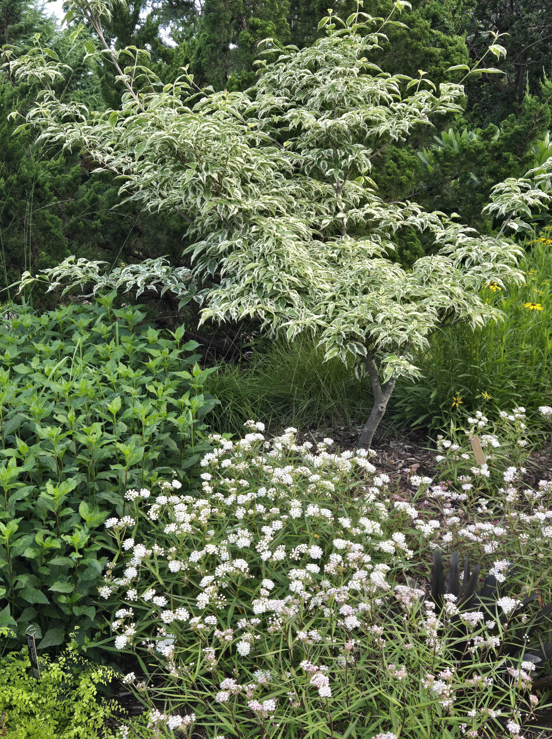 Cornus kousa 'Akatsuki', Asclepias perennis