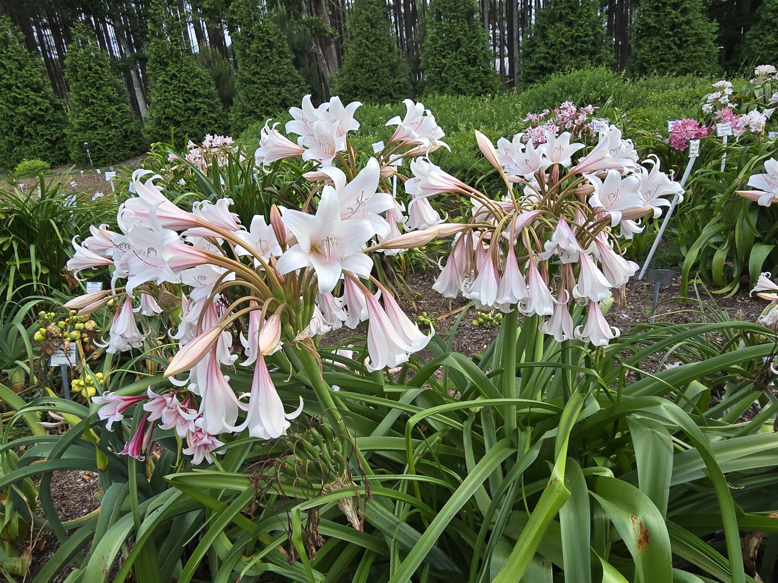 Crinum 'Americana'