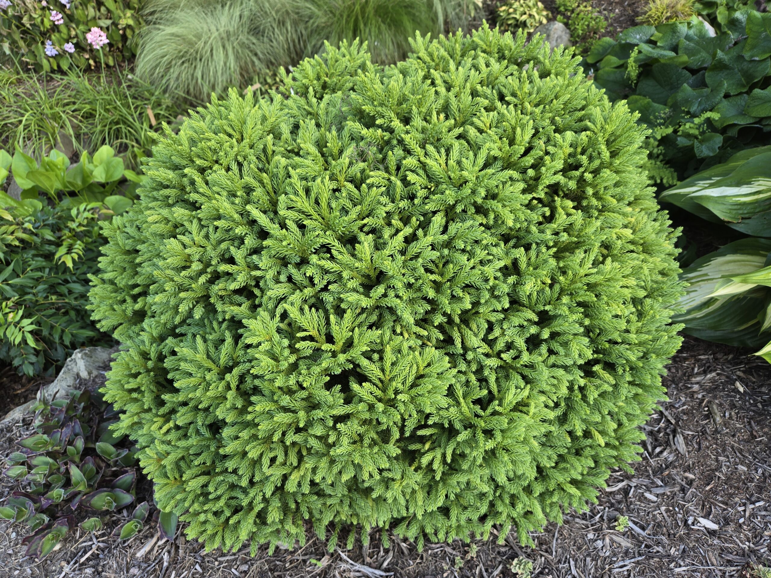 Cryptomeria japonica 'Gifu'