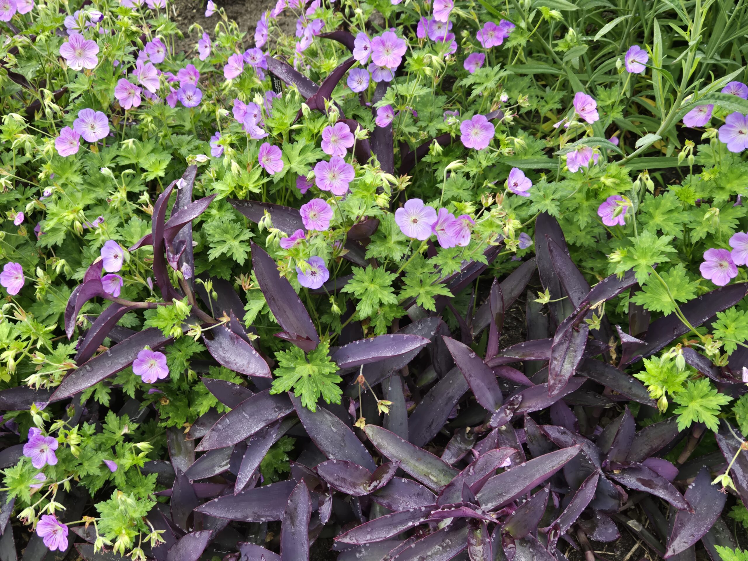 Geranium 'Azure Rush', Tradescantia pallida