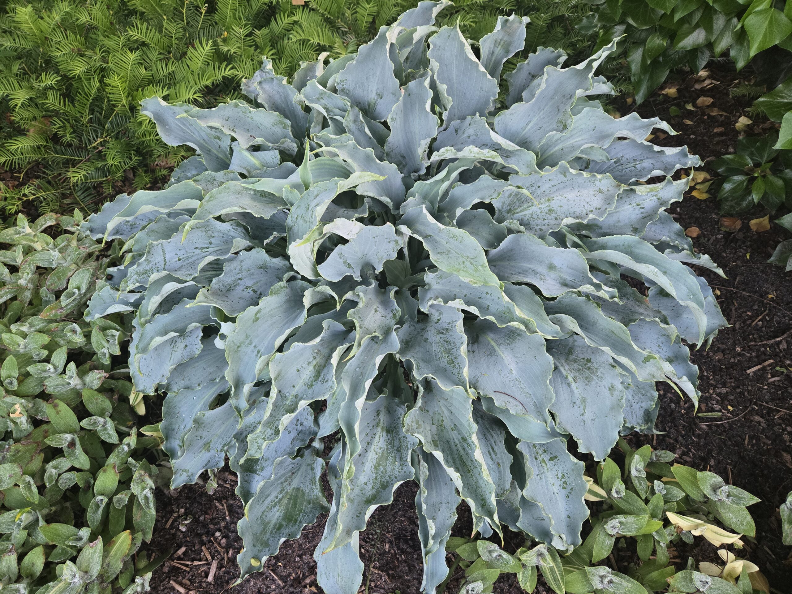 Hosta 'Tears in Heaven'