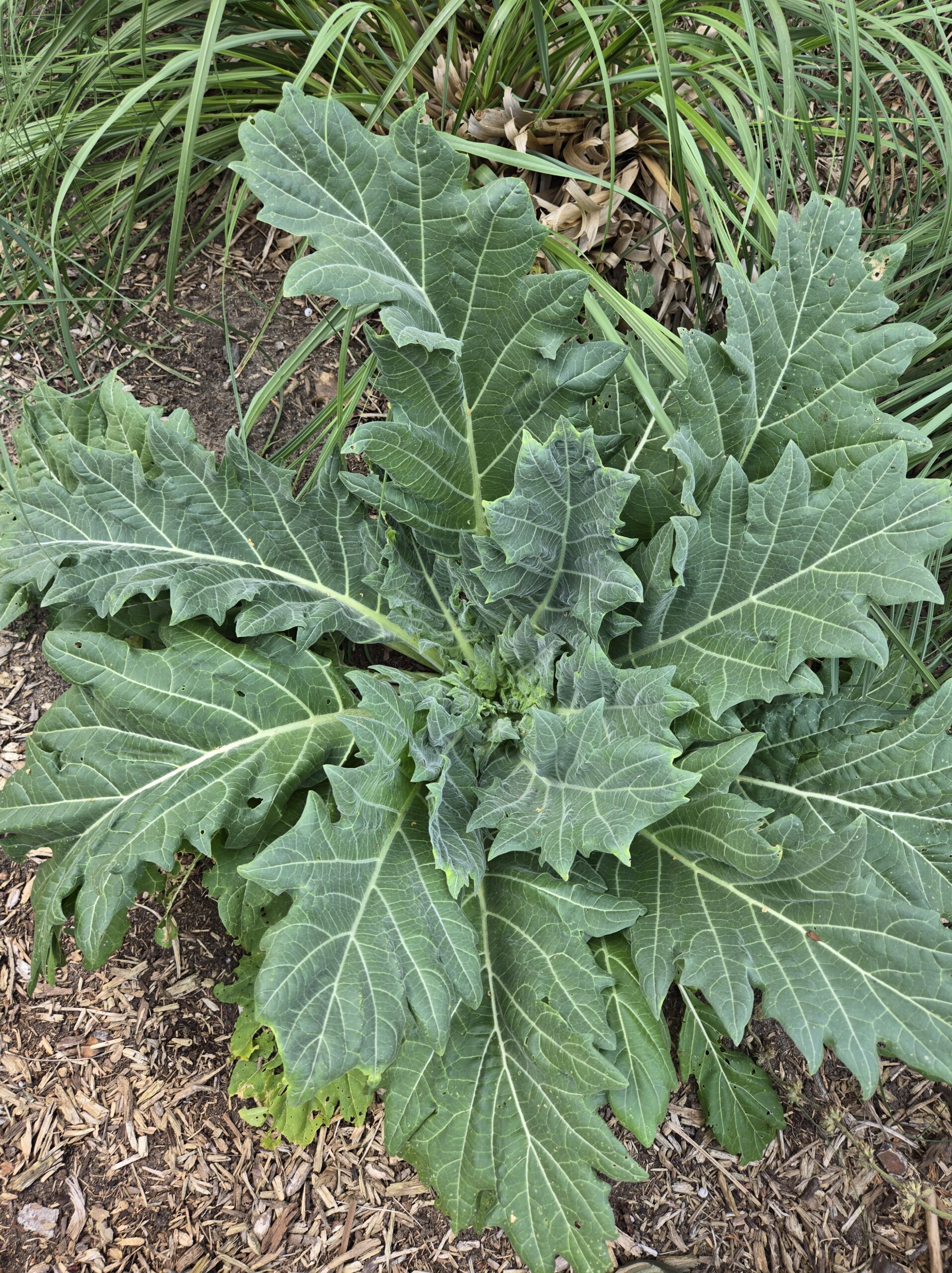 Hyoscyamus niger