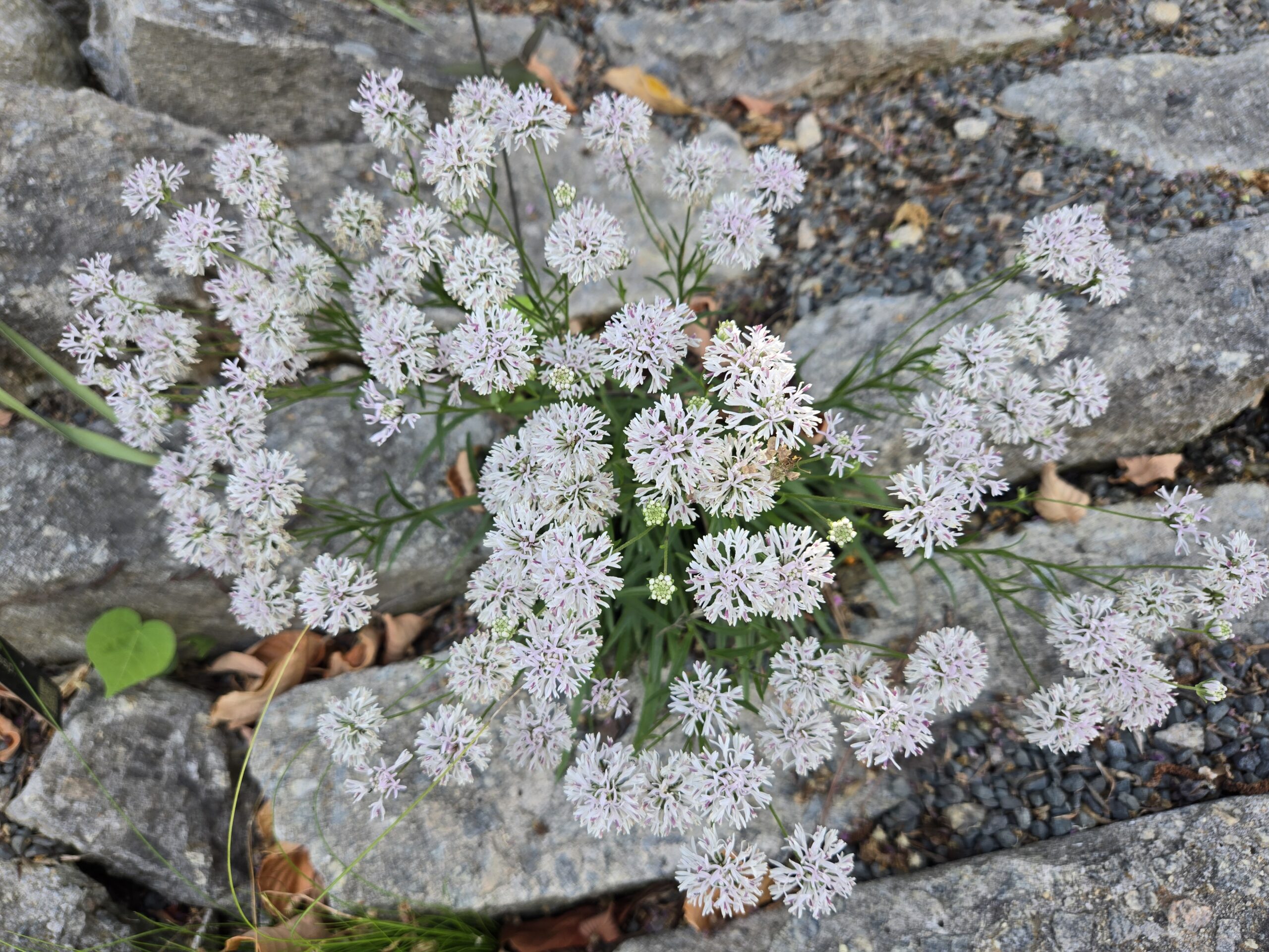 Marshallia ramosa