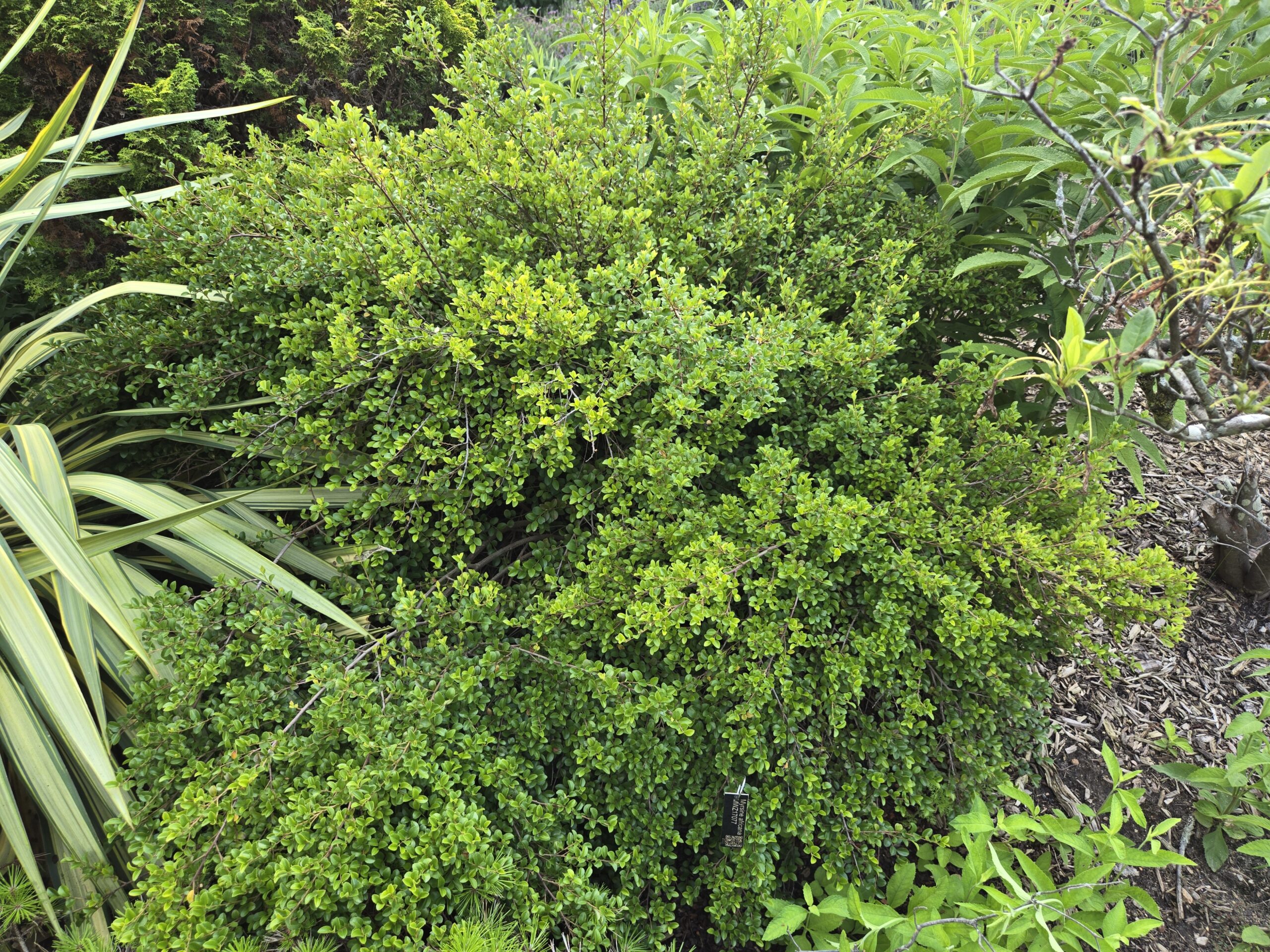 Myrsine africana