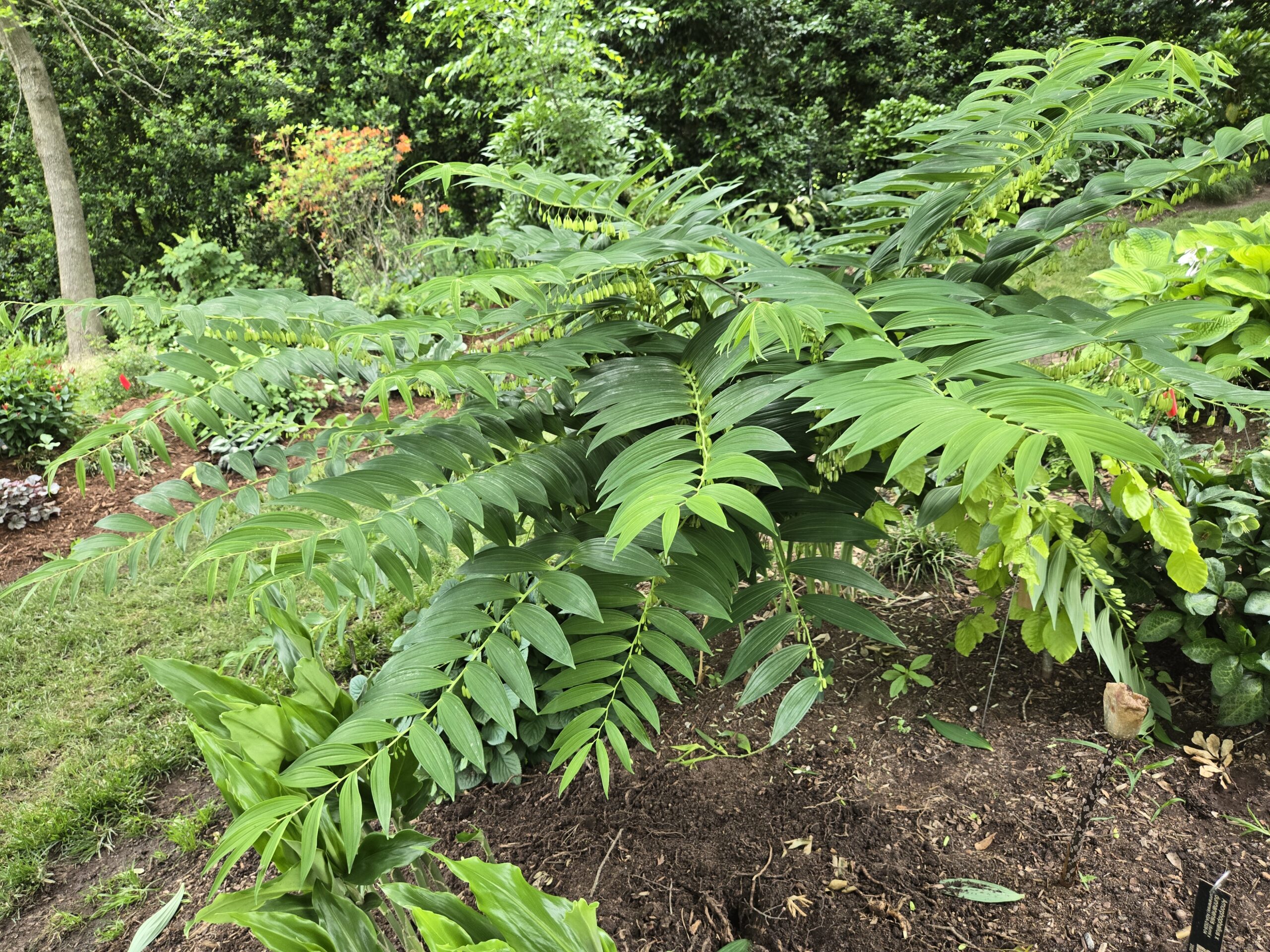 Polygonatum martinii 'Bellissimo'