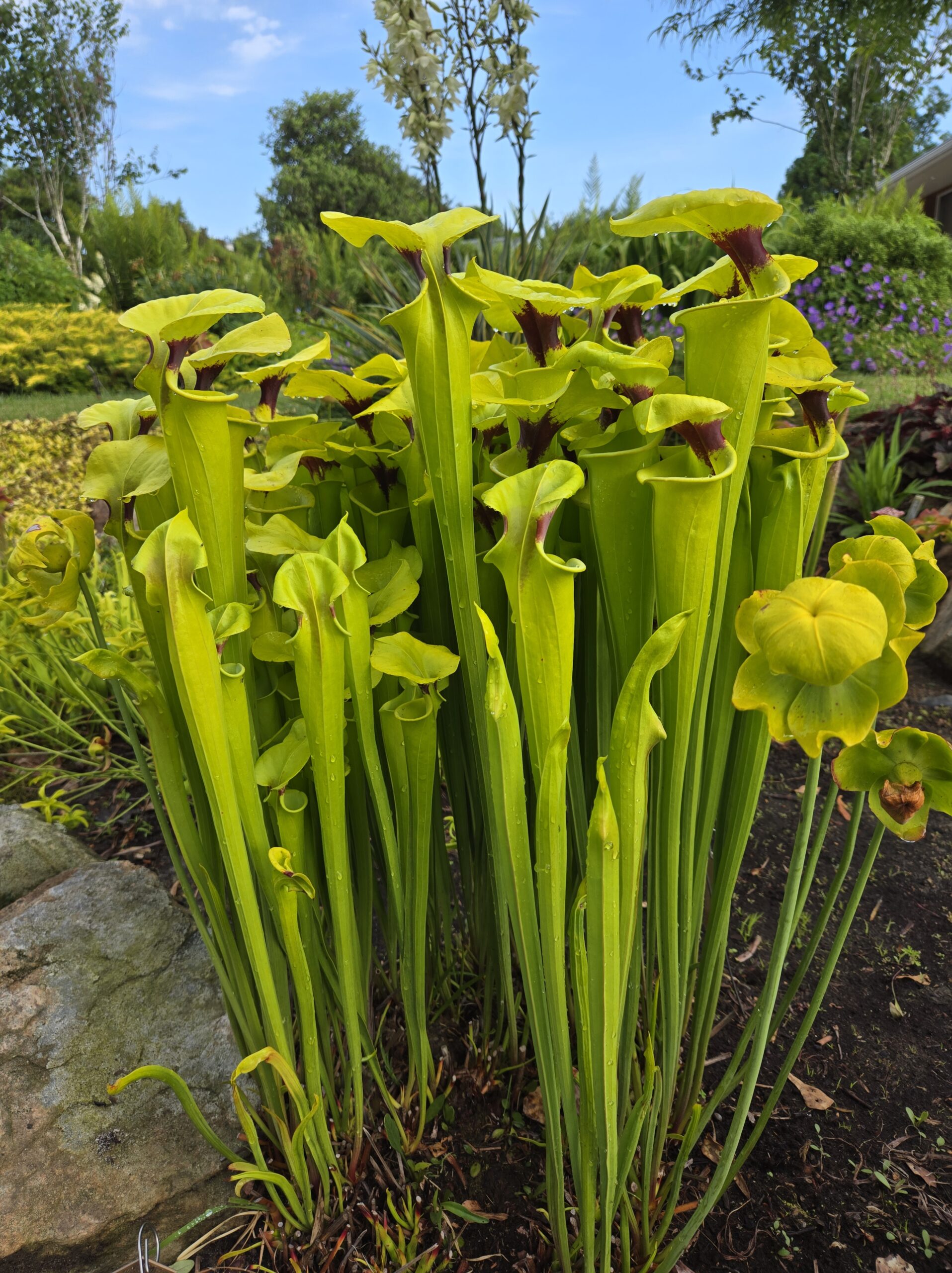 Sarracenia flava 'Black Ascot'