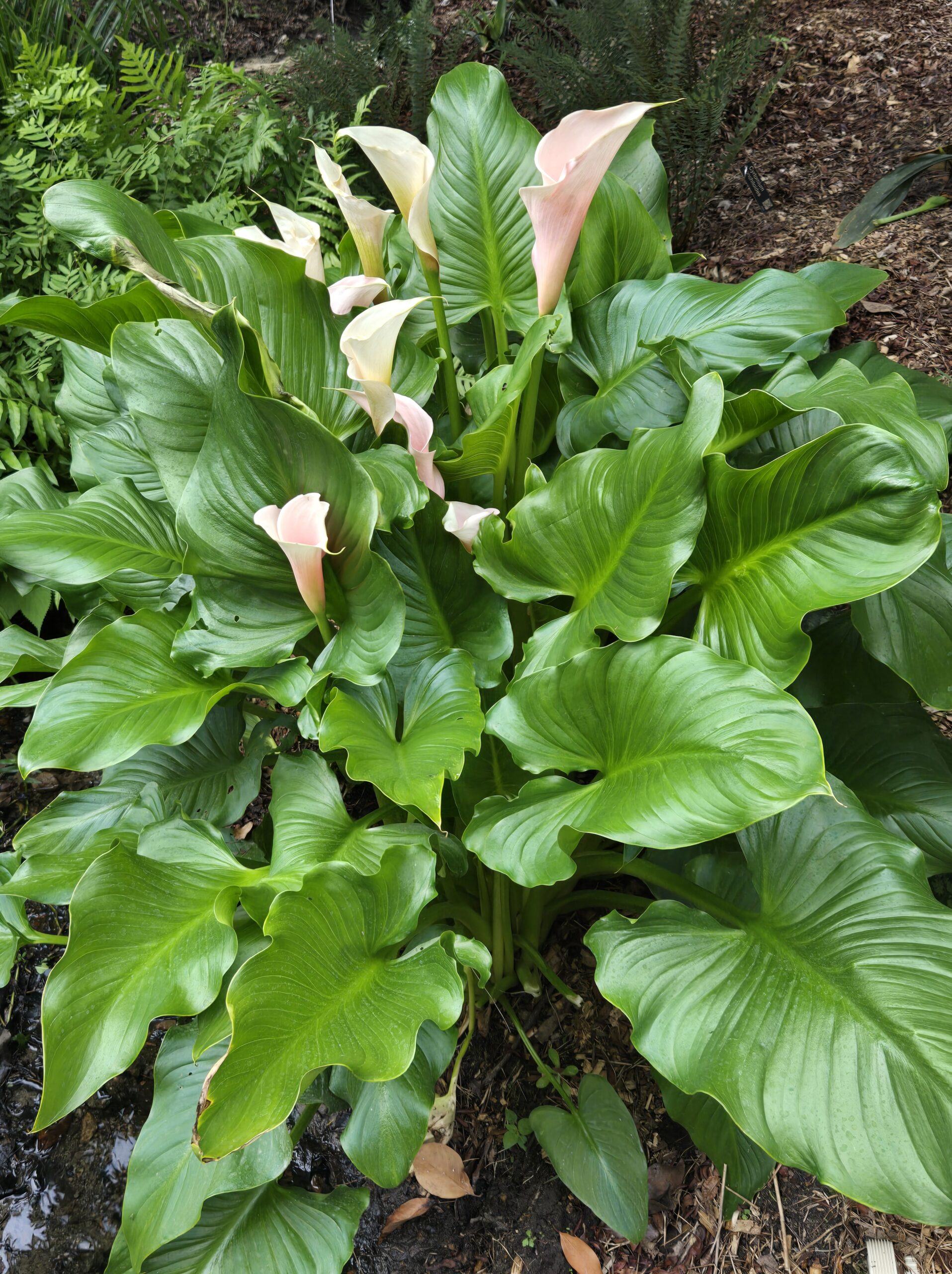 Zantedeschia aethiopica 'Pink Mist'