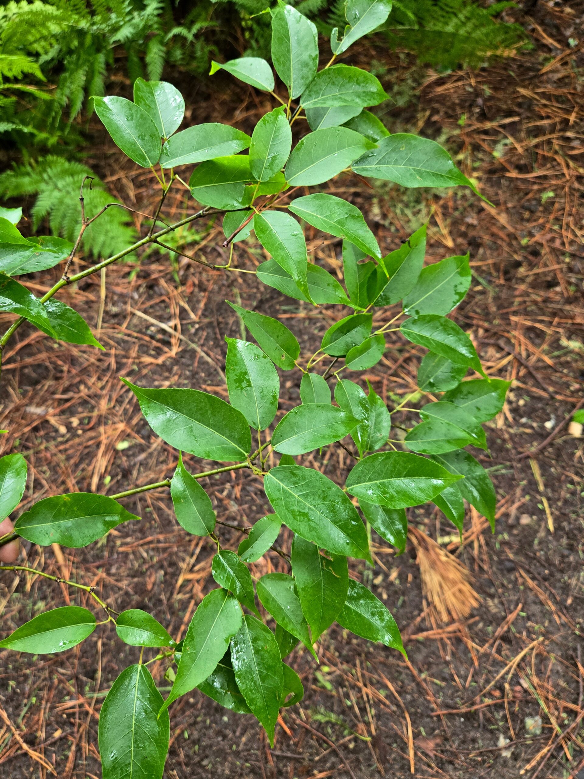 Acer cordatum