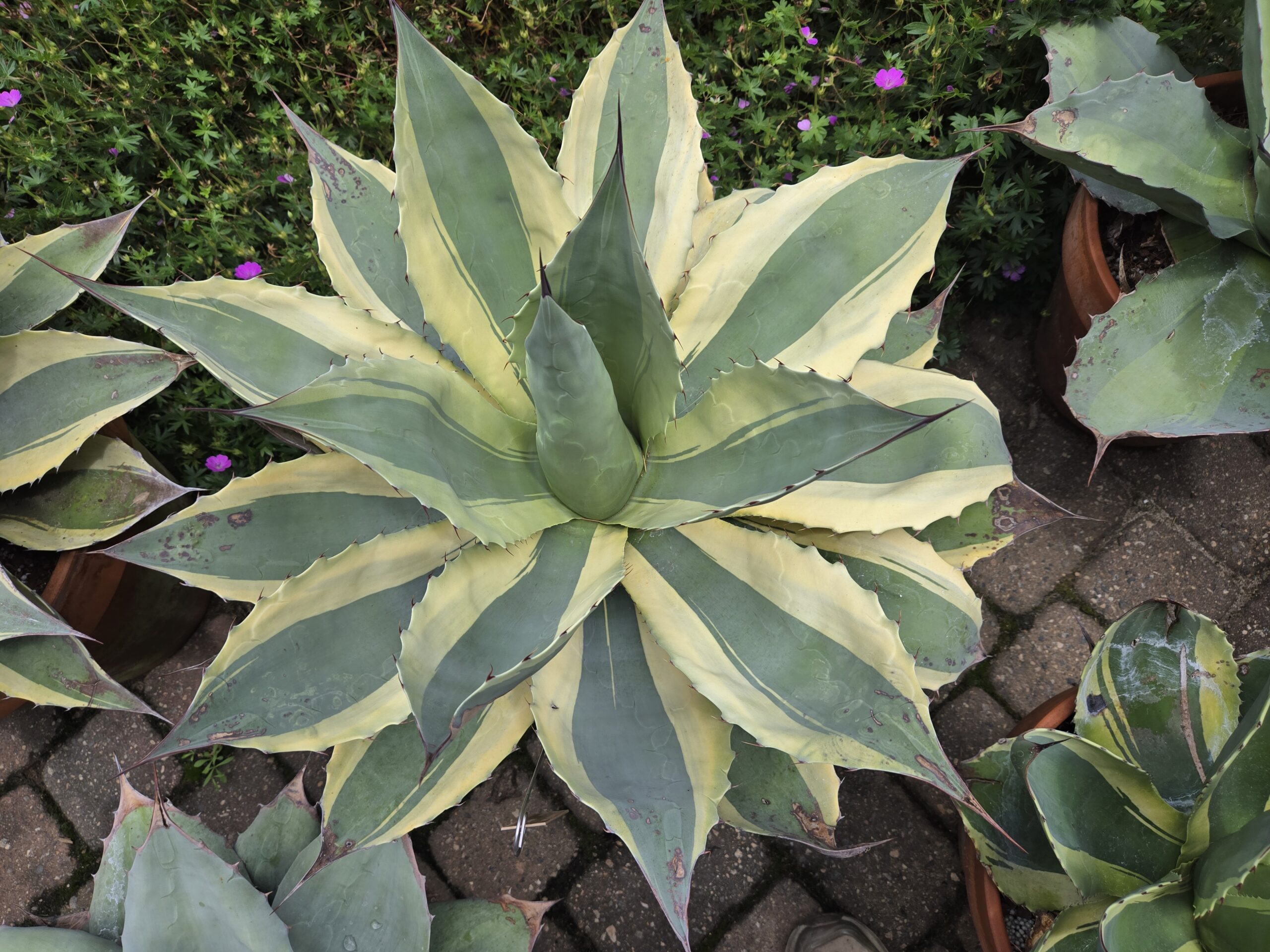 Agave ovatifolia 'Orca'