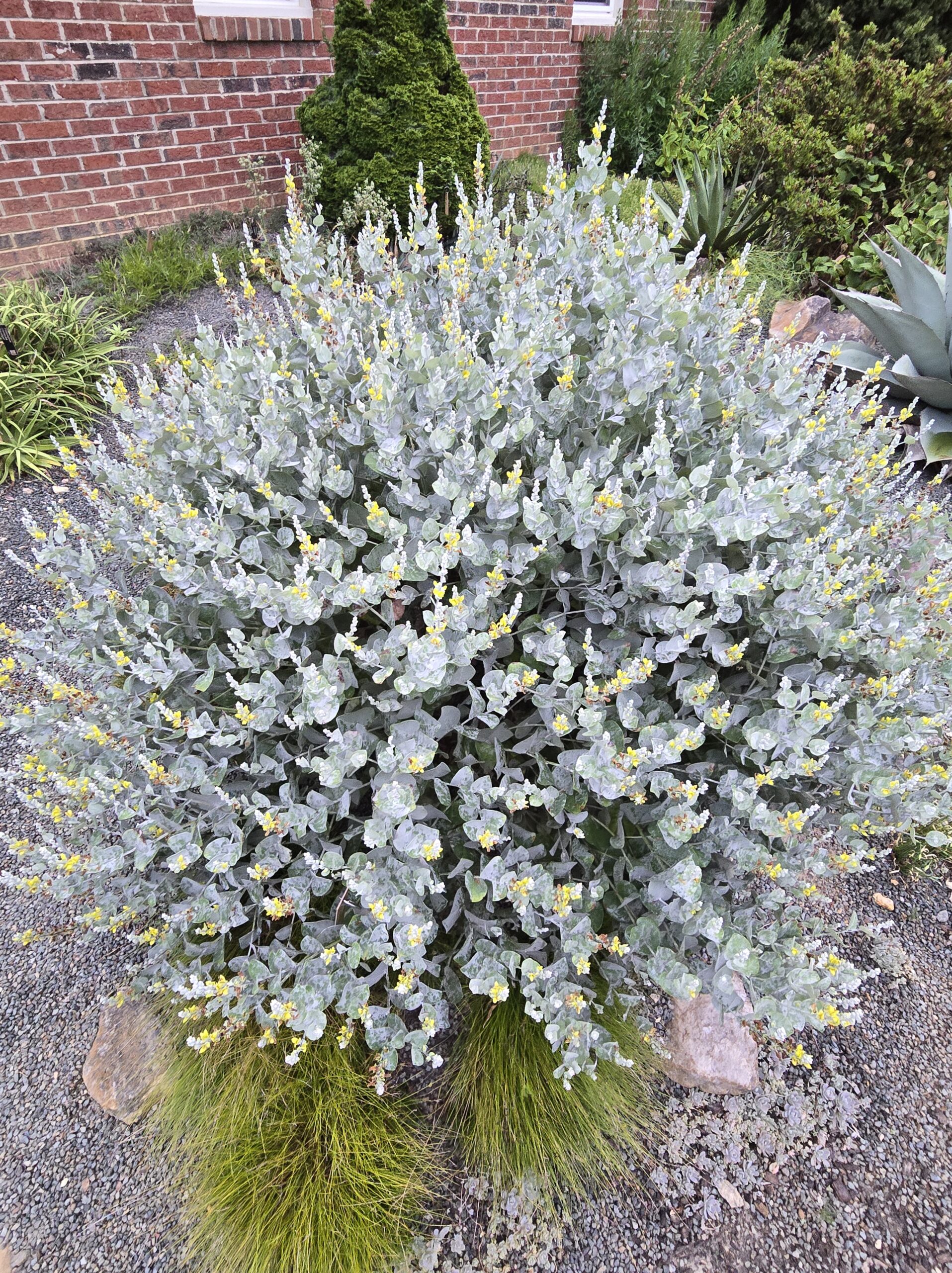 Baptisia arachnifera