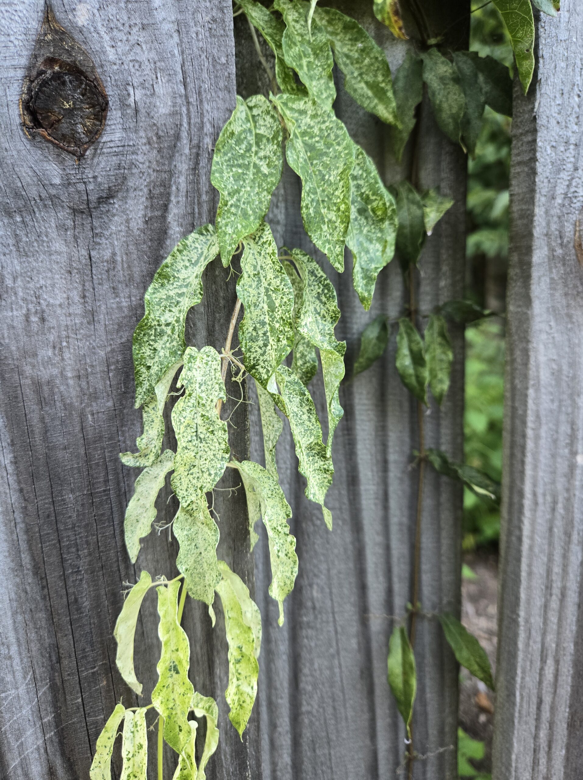 Bignonia capreolata 'Jeana's Jewel'