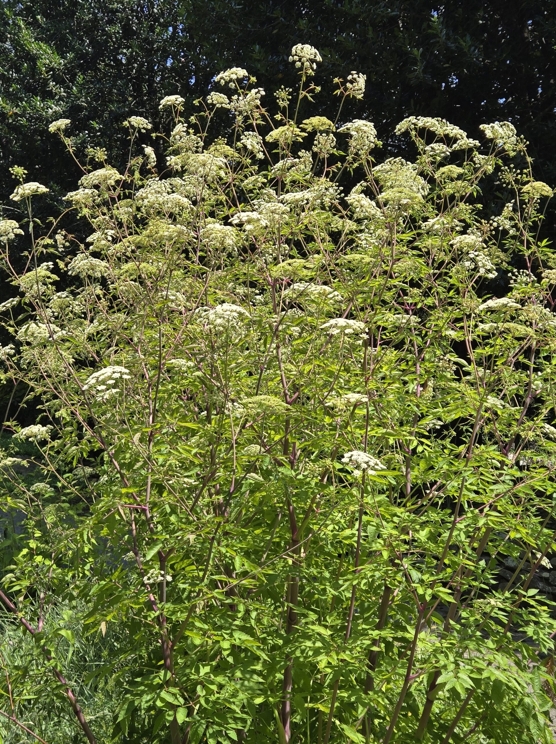 Cicuta maculata