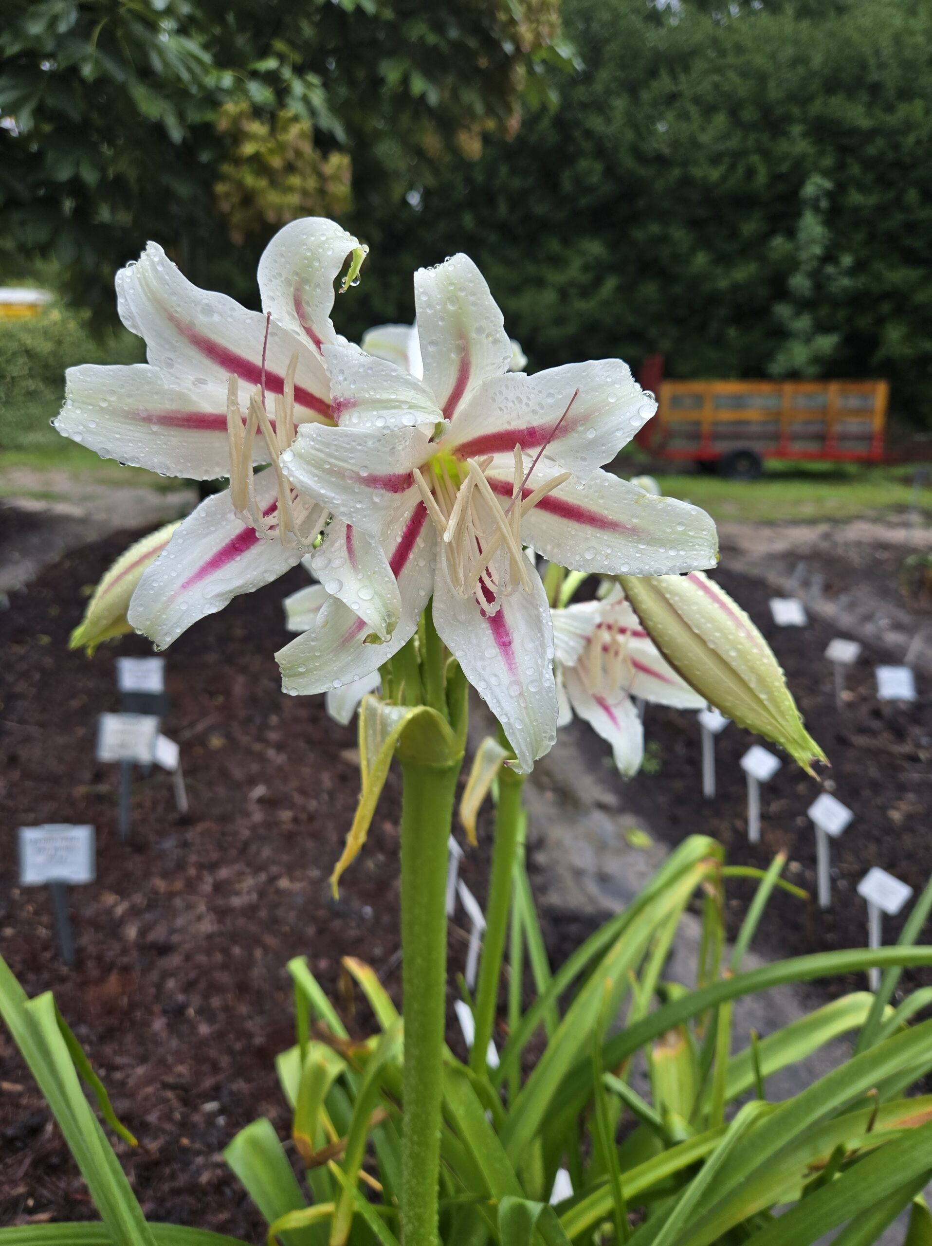 Crinum fimbriatulum