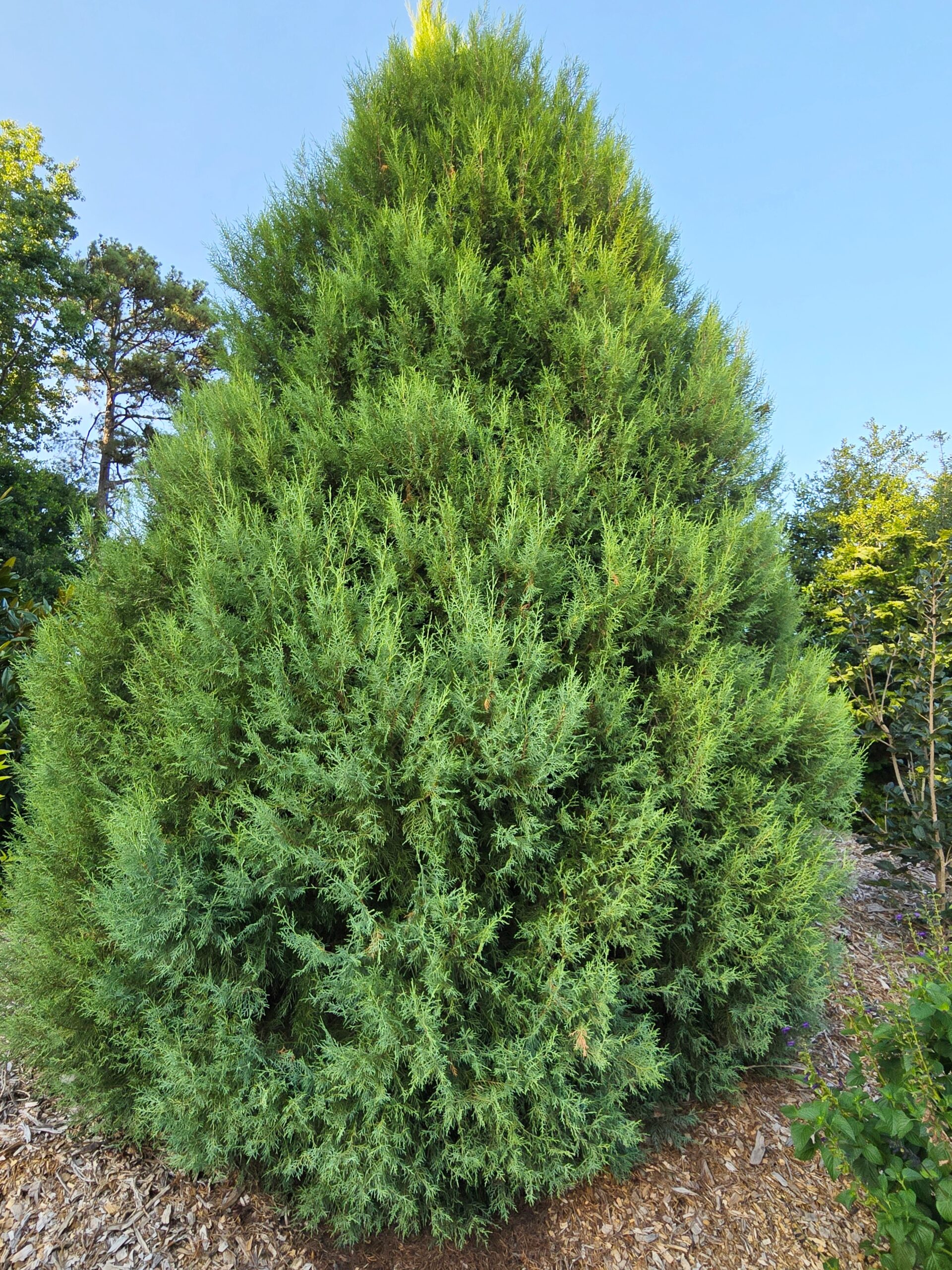 Cupressus torulosa