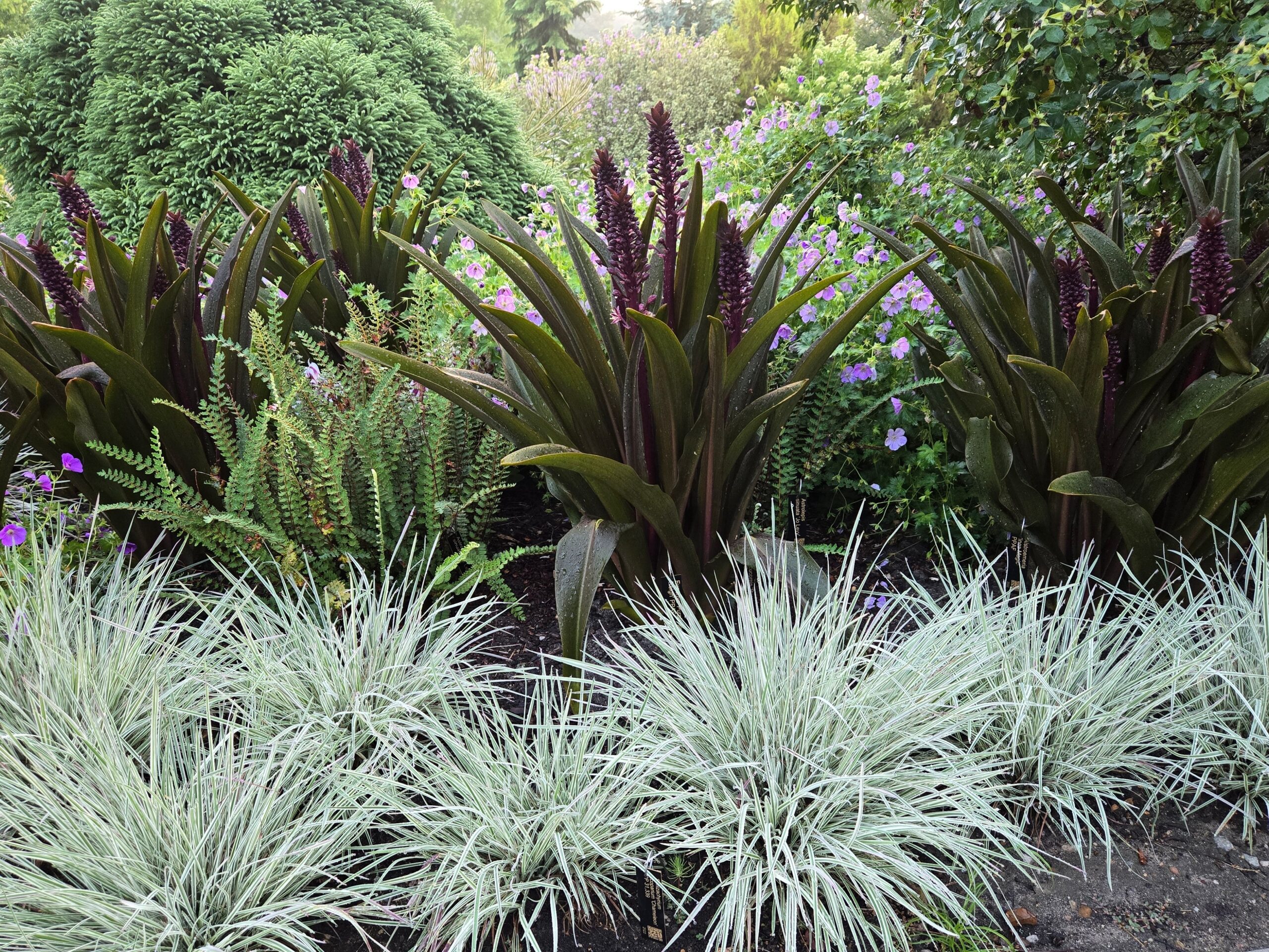 Eucomis 'Purple Reign', Schizachyrium scoparium 'Chameleon', Geranium 'Azure Rush', Astrolepis sinuata