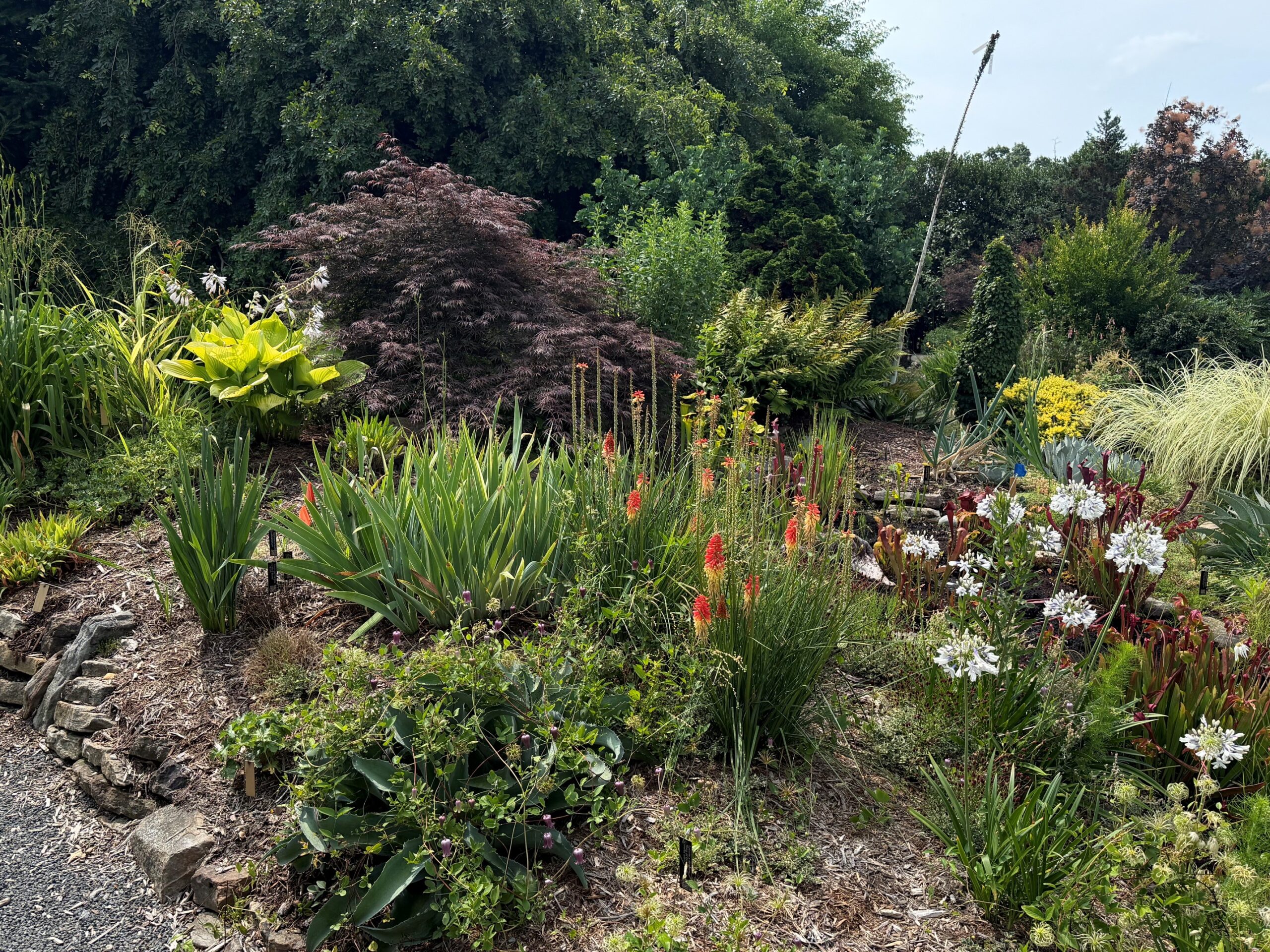 GH12 Bog Garden