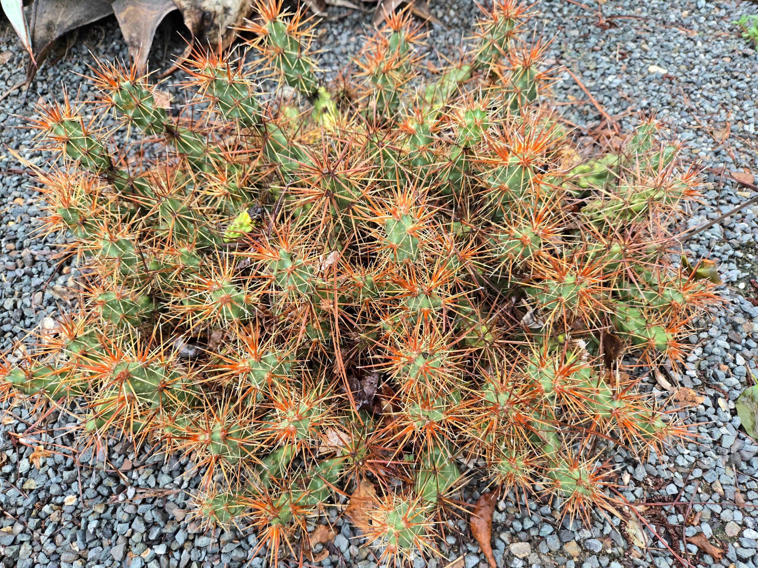 Grusonia emoryi