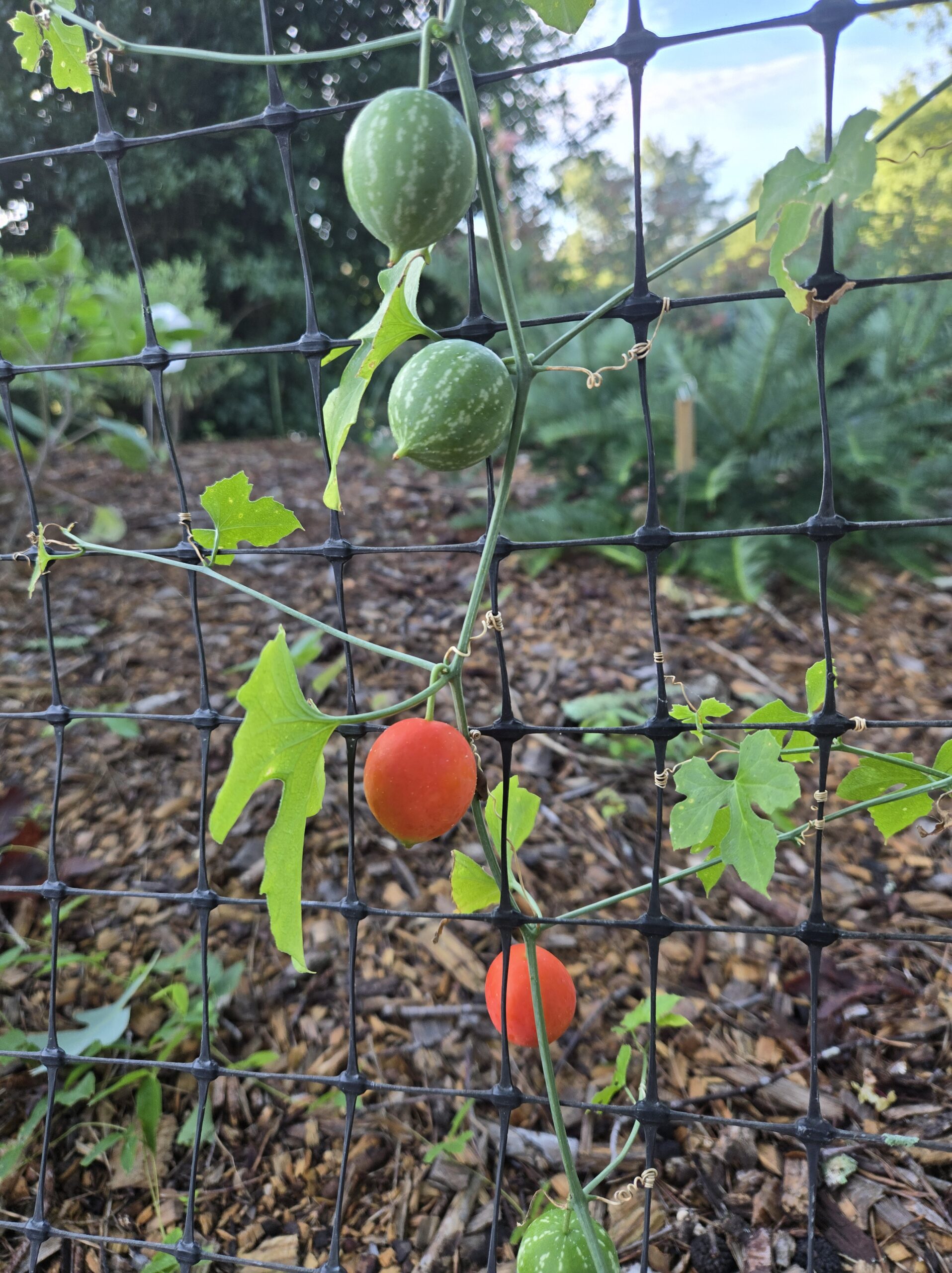 Ibervillea lindheimeri