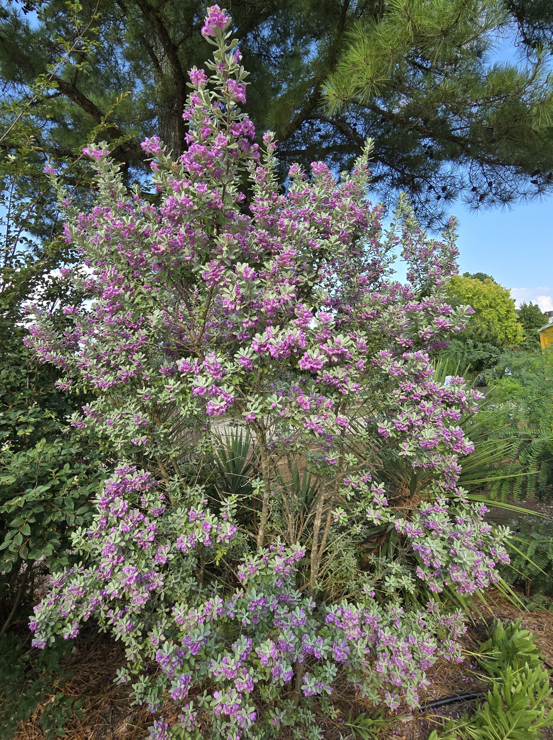 Leucophyllum frutescens 'Silver Spirit'