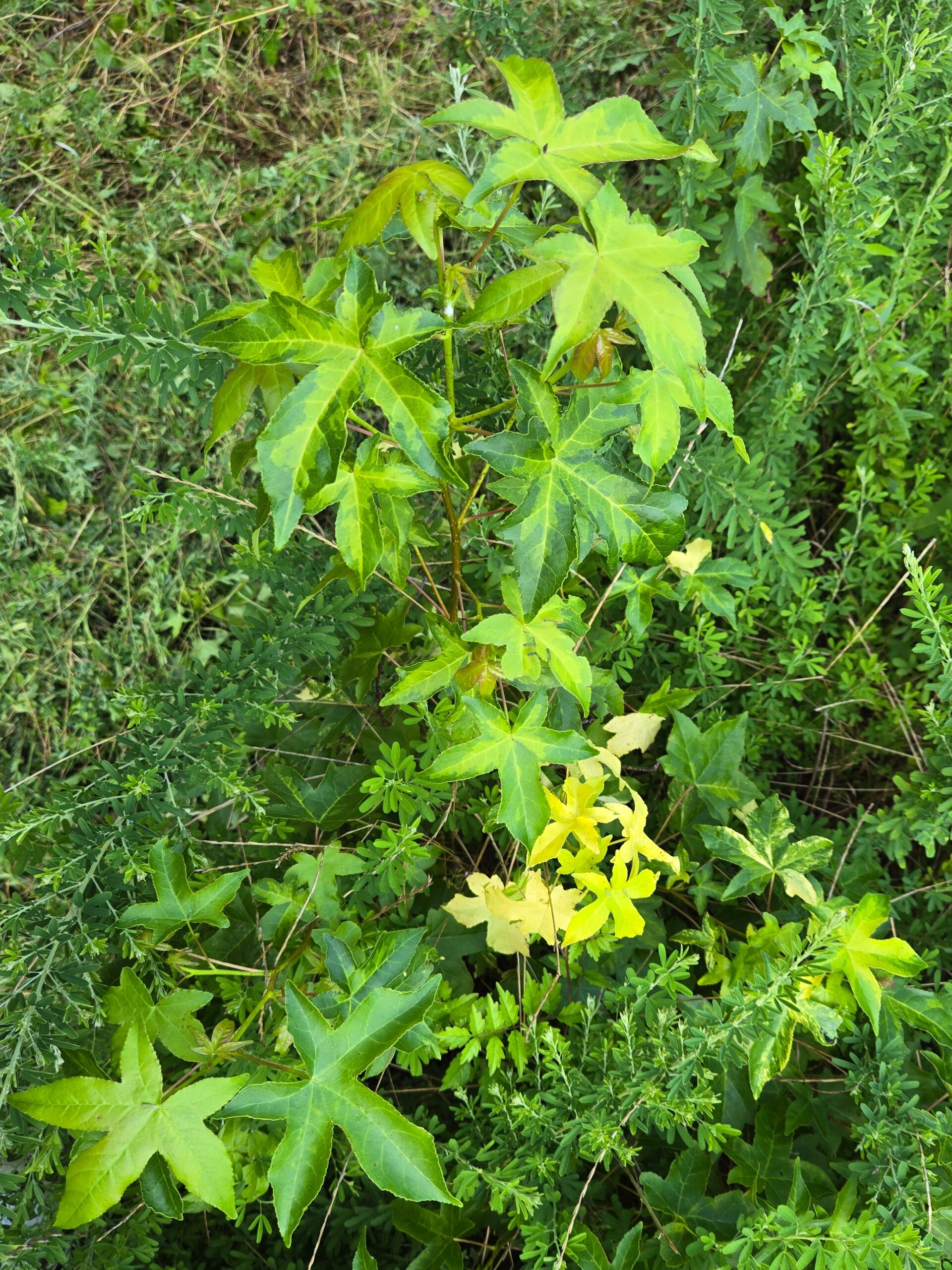 Liquidambar styraciflua #2