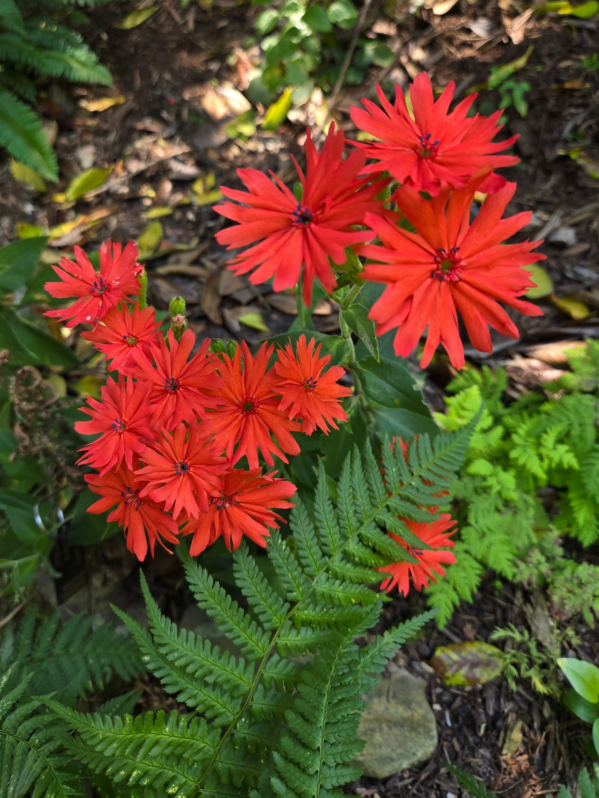 Lychnis senno 'Once in a Vermillion'
