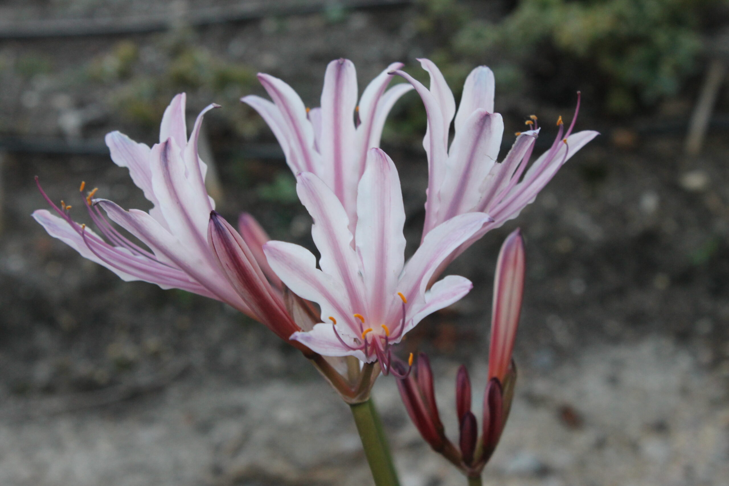 Lycoris incarnata 'Peppermint'
