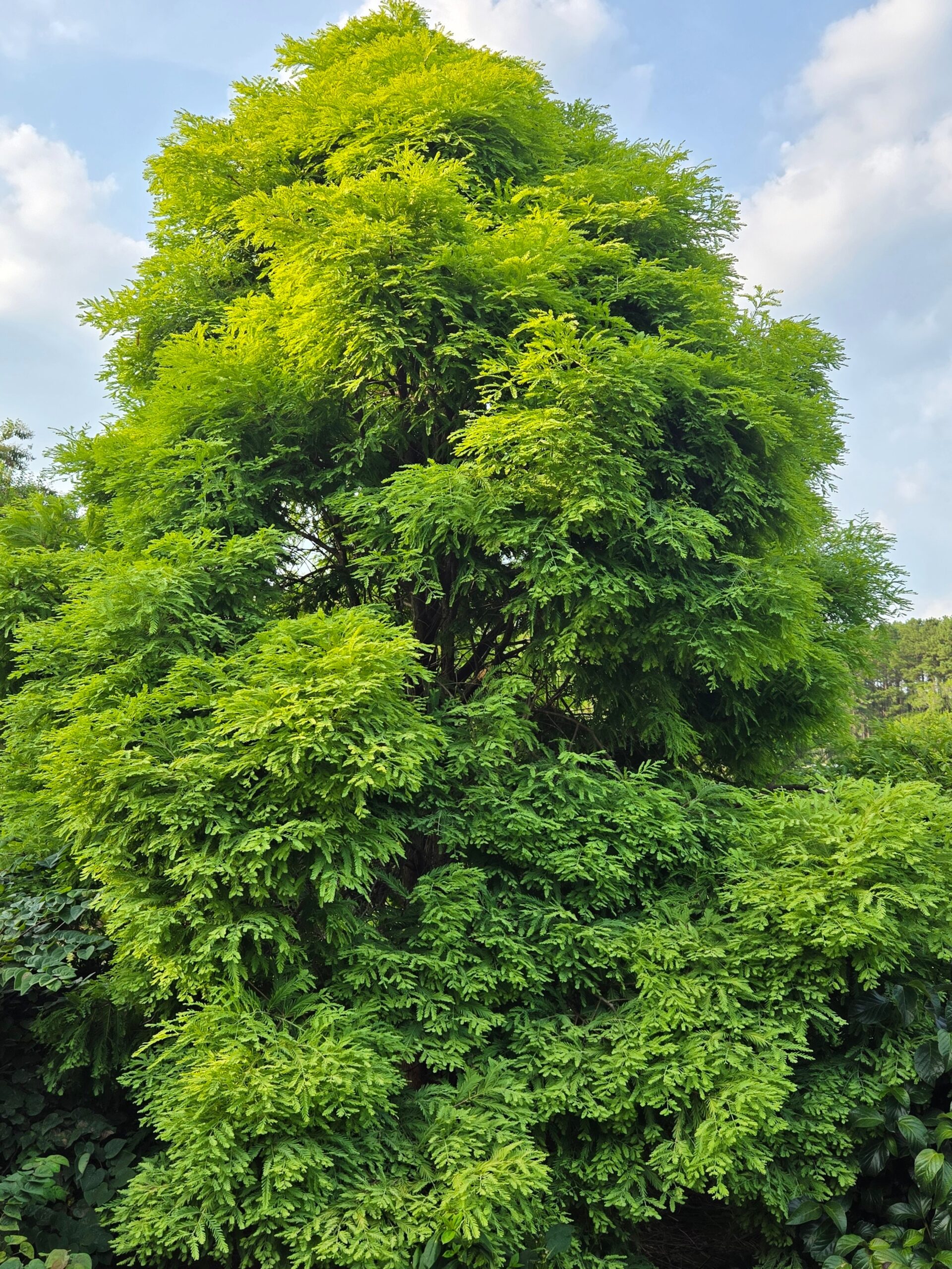 Metasequoia glyptostroboides 'Schirmann's Nordlicht'