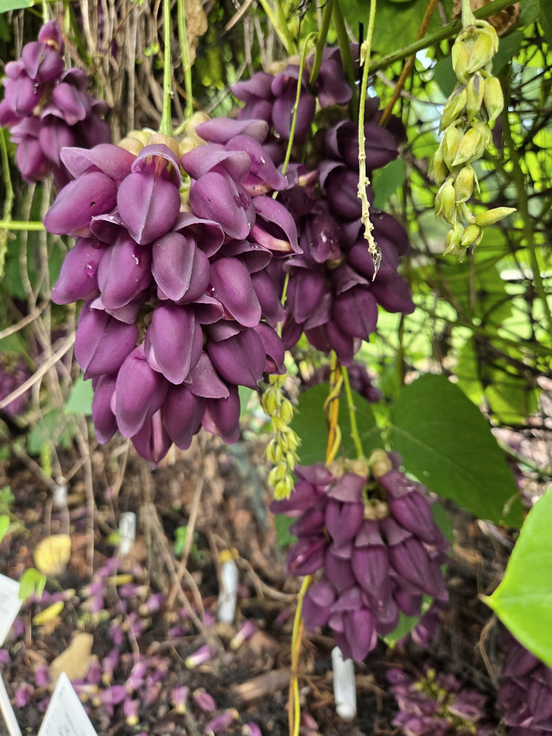 Mucuna cyclocarpa
