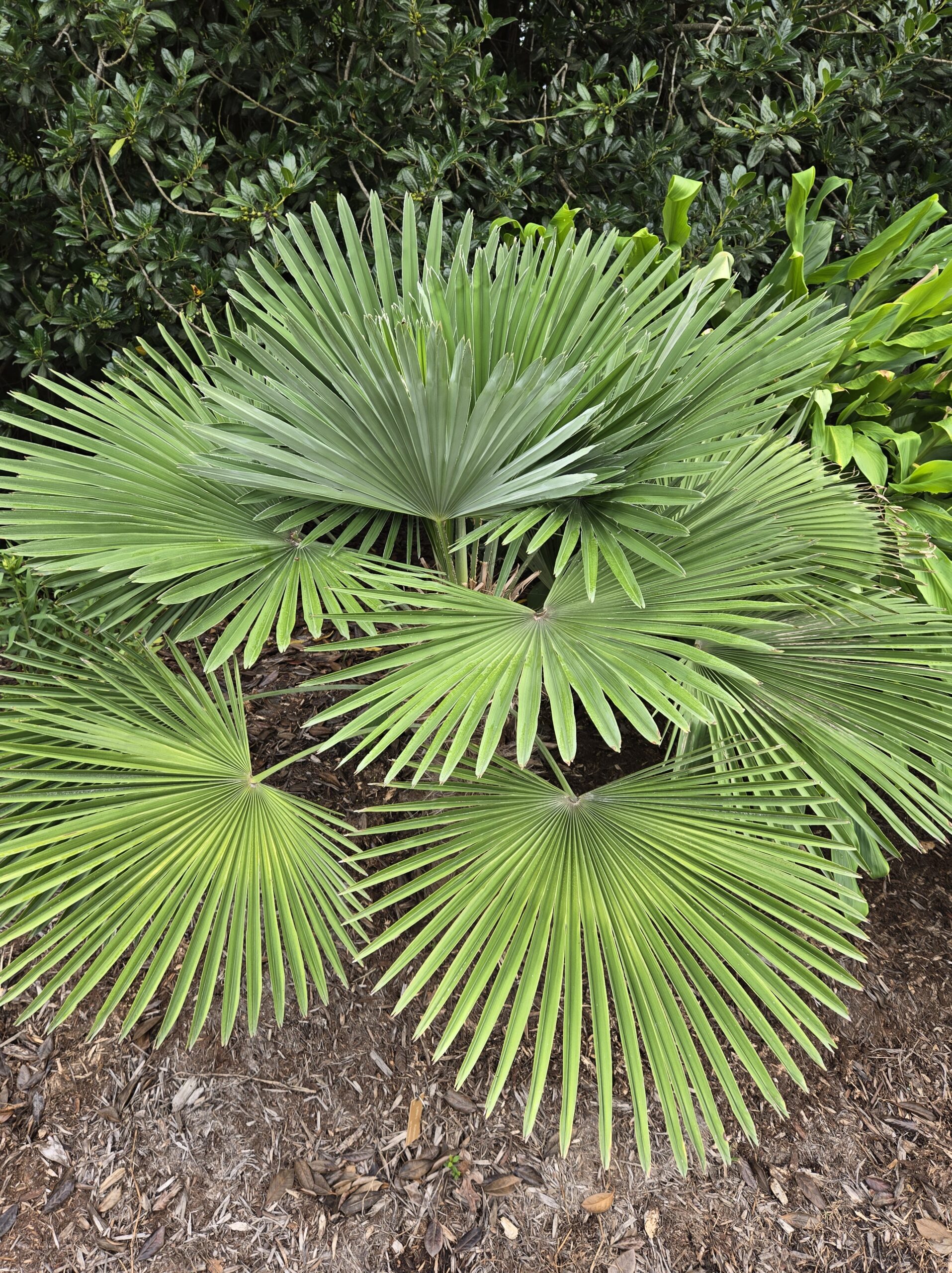Trachycarpus x nanceps 'Little Prince'