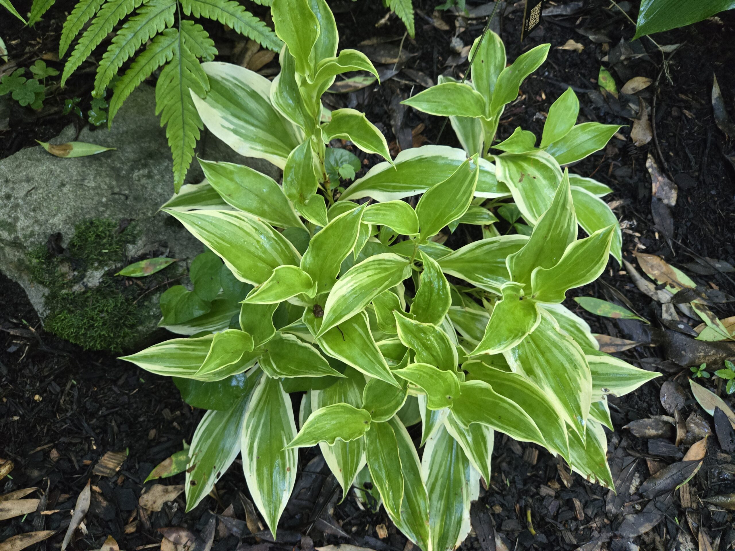 Tricyrtis ohsumiensis 'Nakatsugawa'