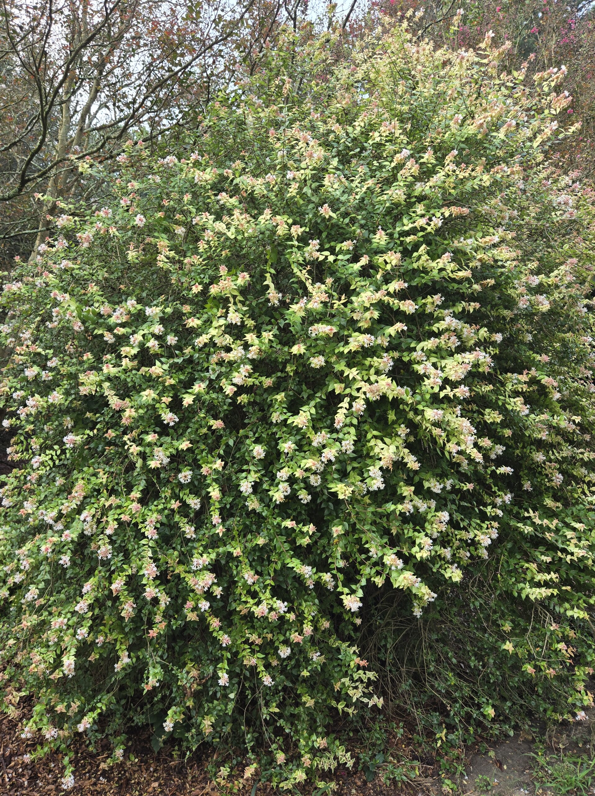 Abelia x grandiflora 'Mardi Gras'