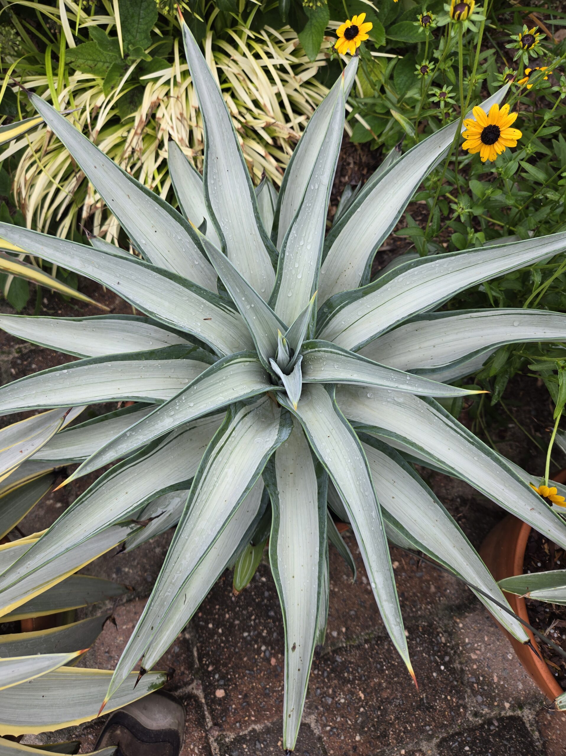 Agave desmettiana 'Quicksilver'