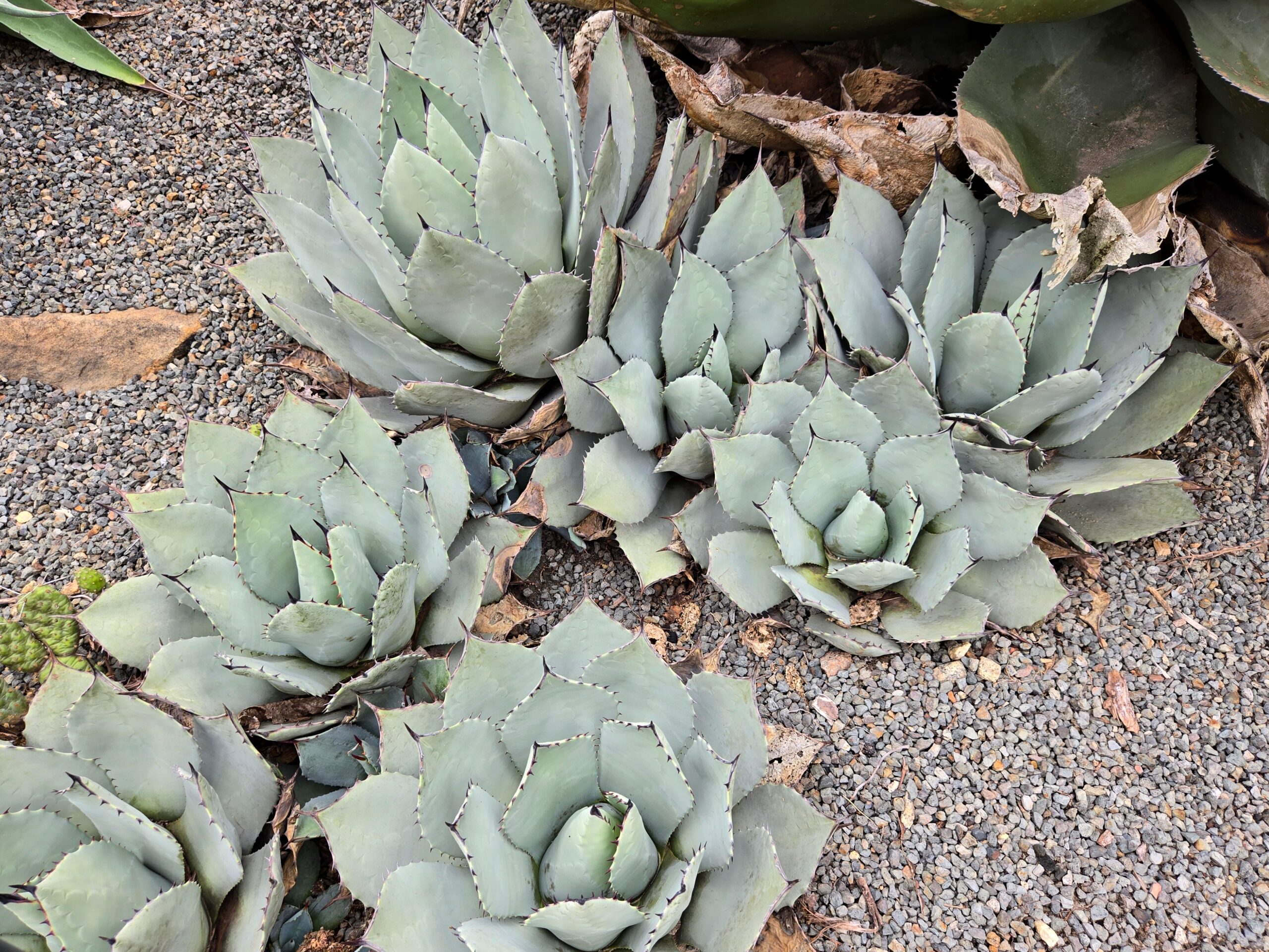 Agave parryi ssp. truncata 'Hardy Boyz'