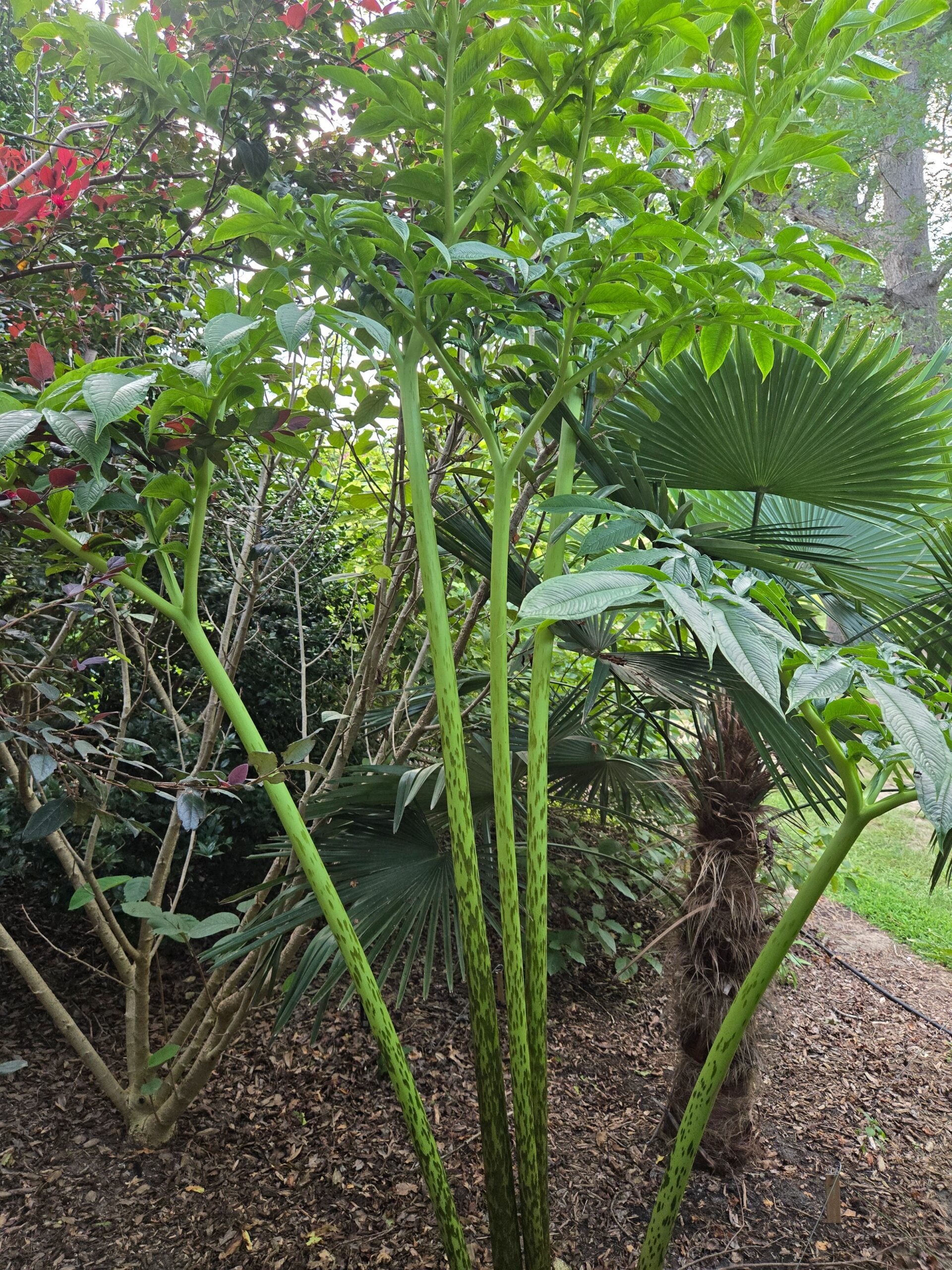 Amorphophallus krausii 'Son of La'