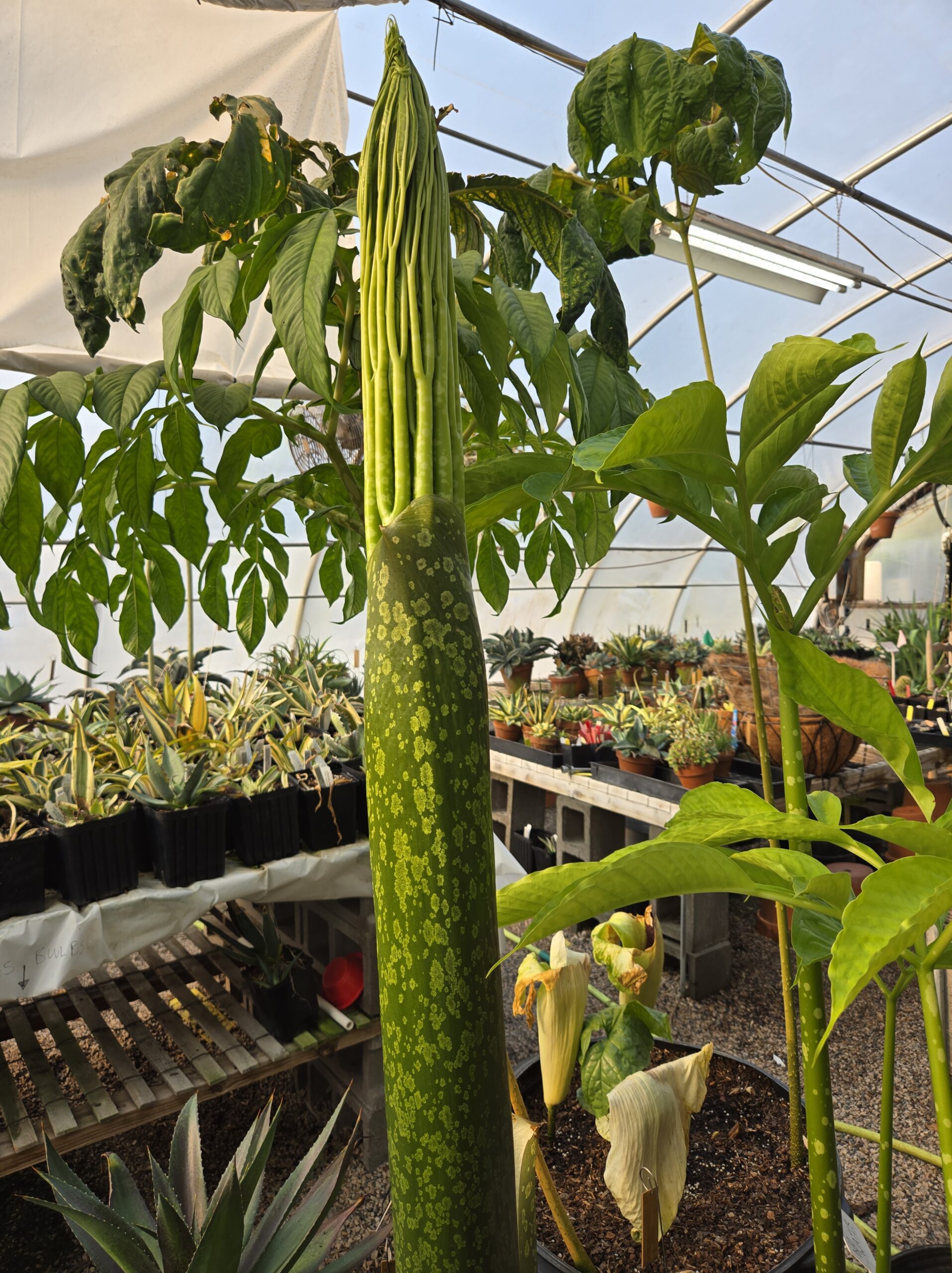 Amorphophallus titanum leaf emerging
